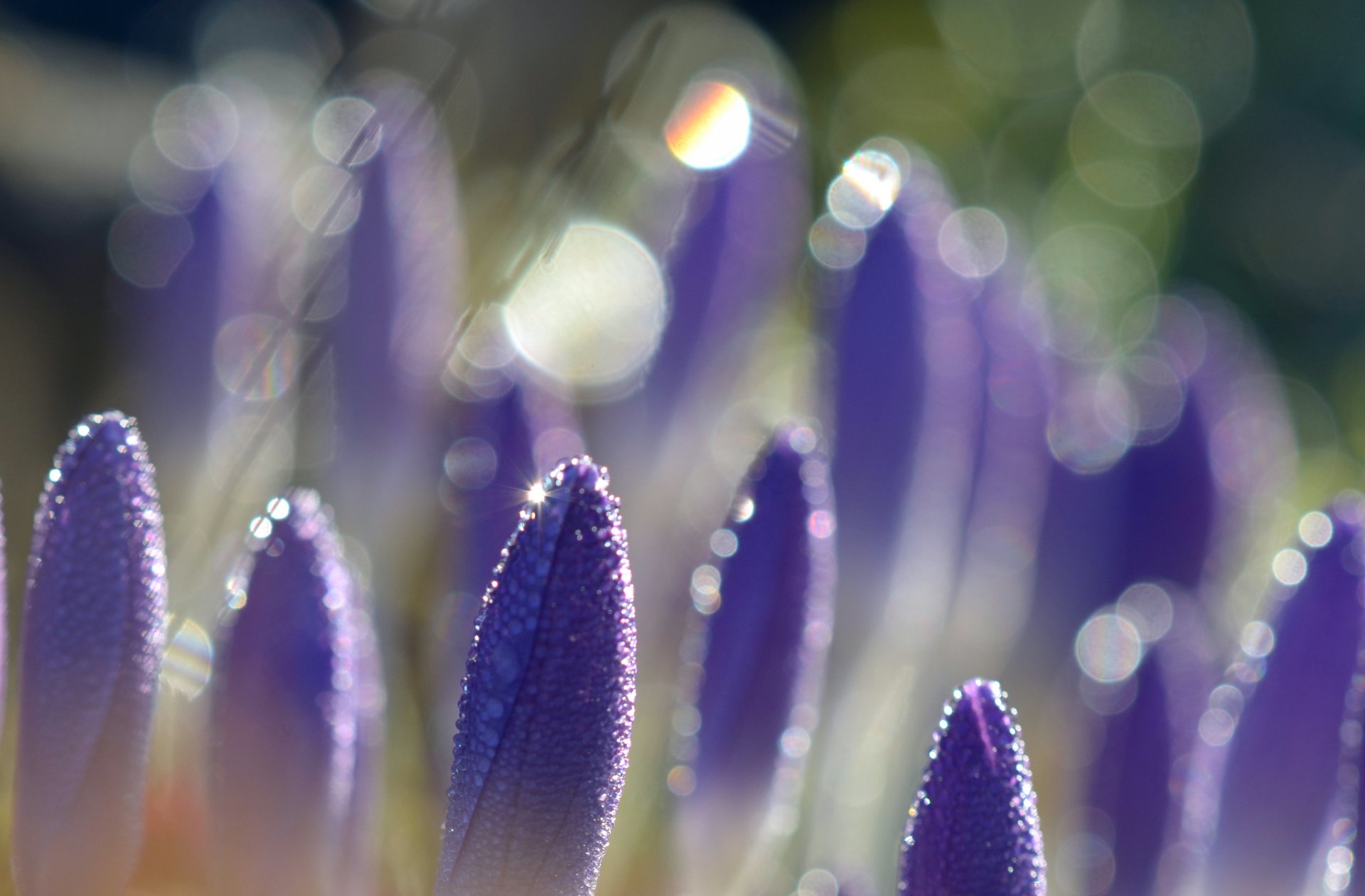 crocuses lilac purple flowers petals droplets dew bokeh glare macro blur