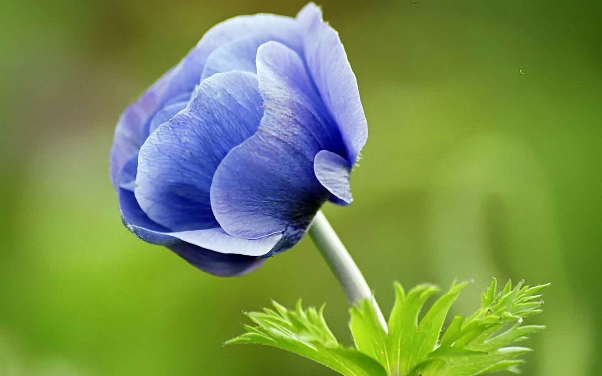 flower blue green background