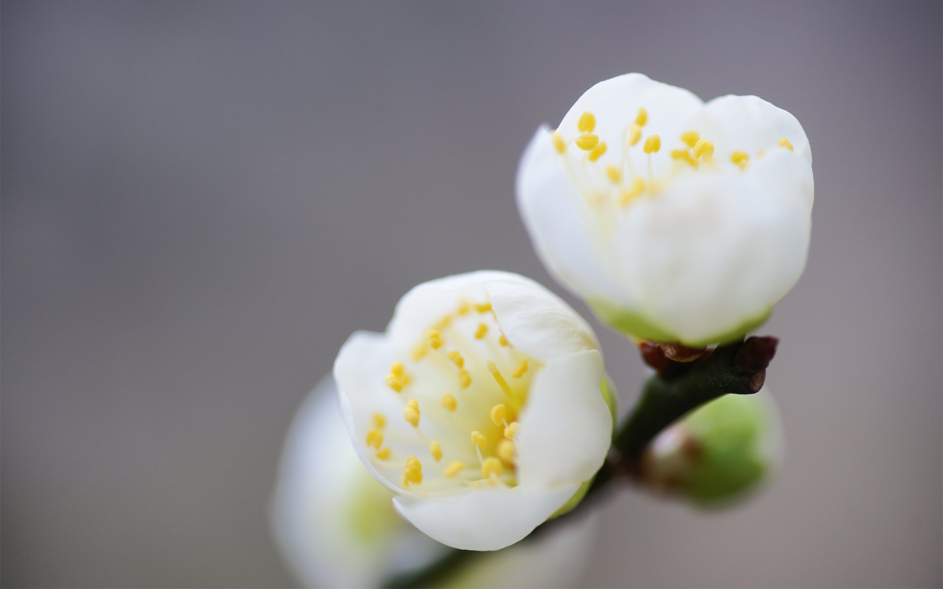 blumen frühling blüte weiß zweig