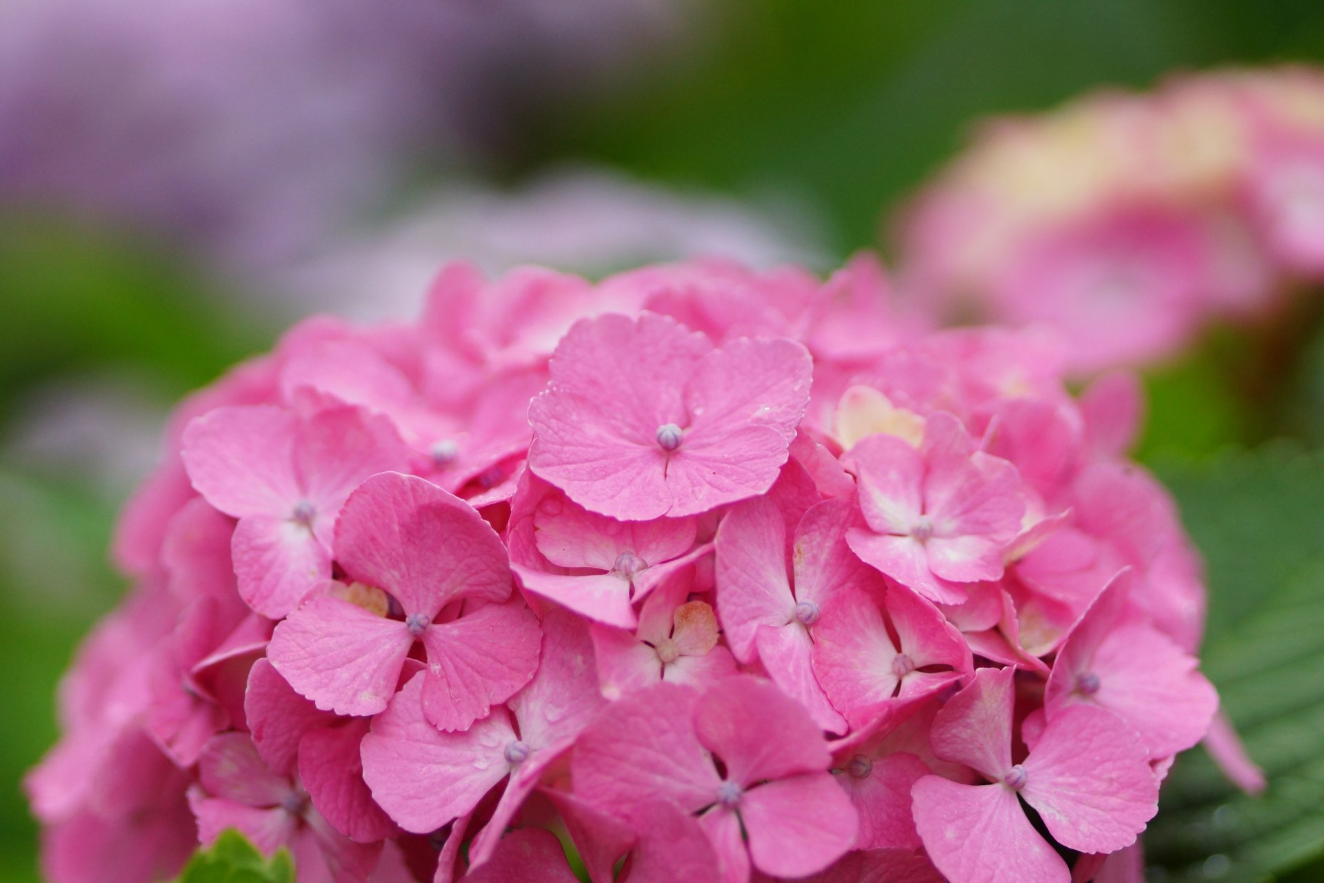 hortensja kwiat kwiatostan różowy kapelusz krople rosa