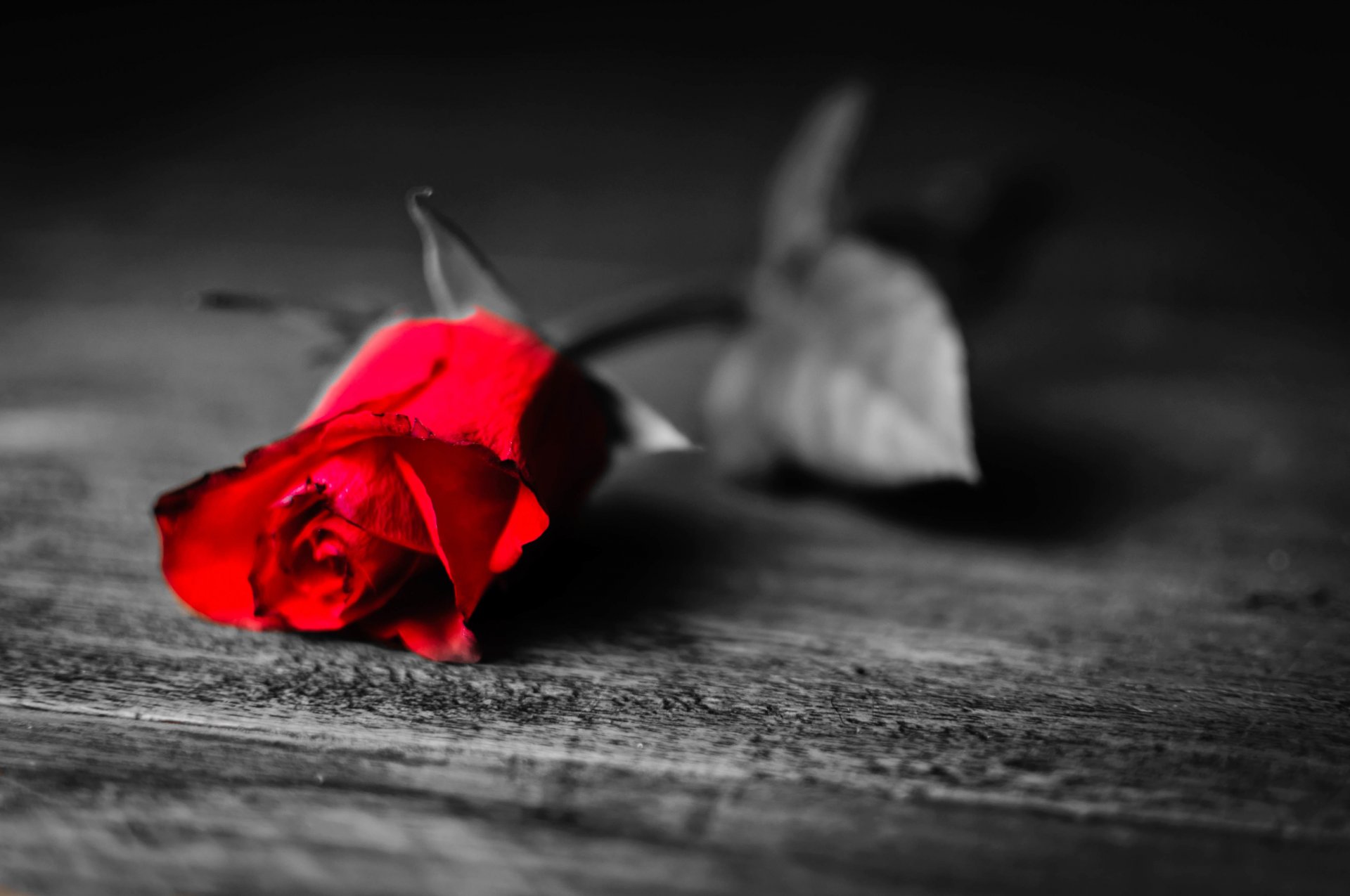 flowers flower rose red petals black and white background loneliness longing leaves leaflet wallpaper widescreen fullscreen widescreen