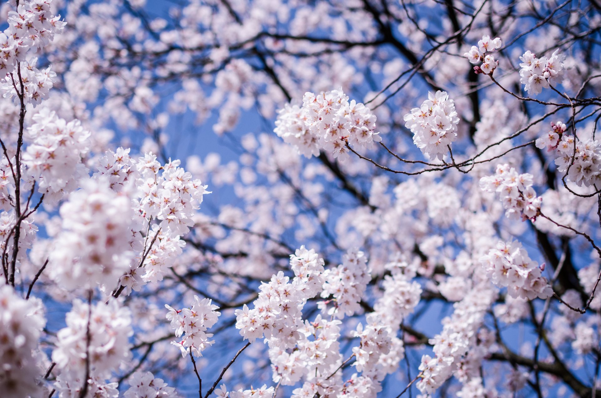 japonia matsumoto prefektura nagano drzewo wiśnia sakura gałęzie kwiaty kwitnienie makro rozmycie niebieskie niebo