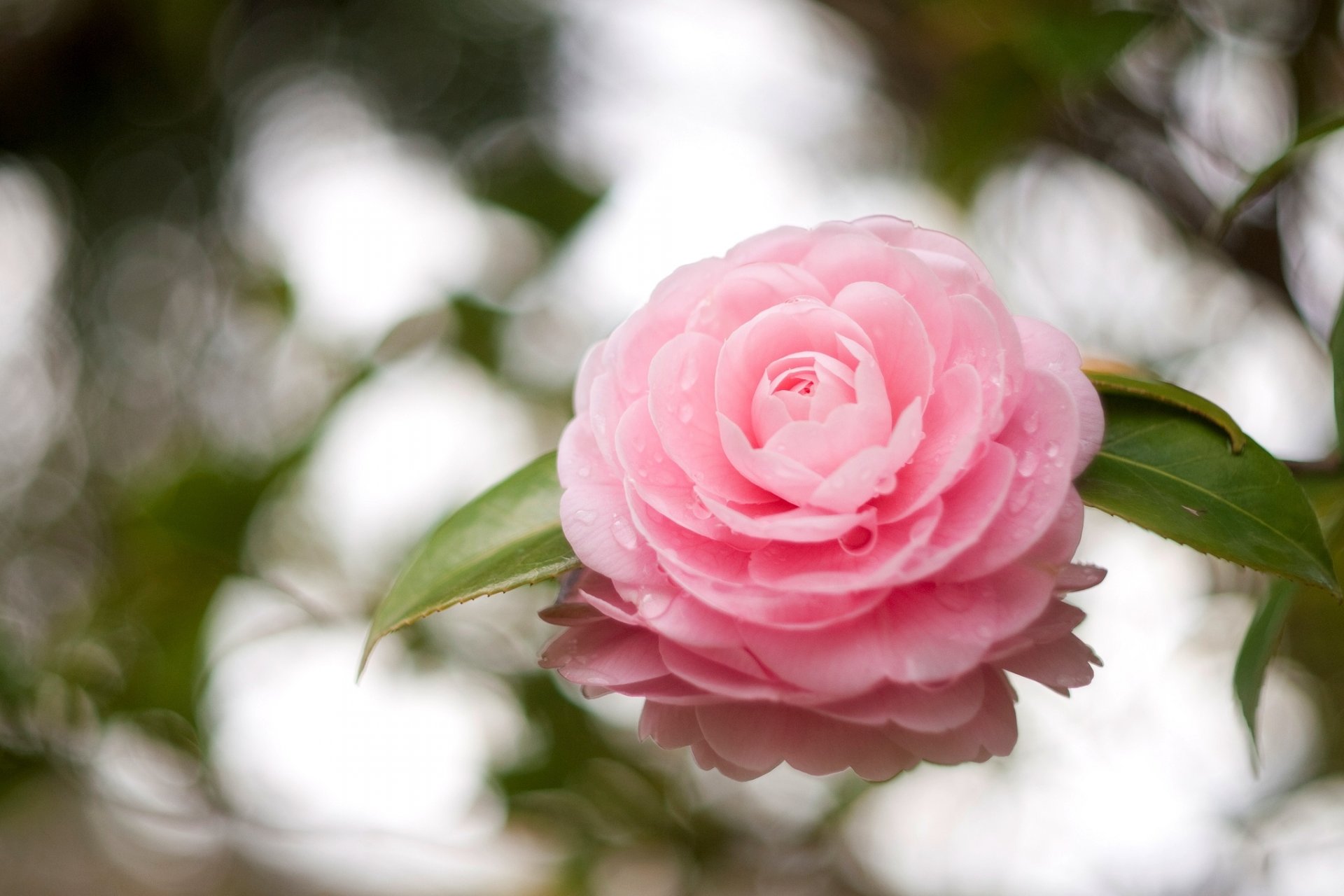 camelia flor rosa pétalos hojas gotas reflexión