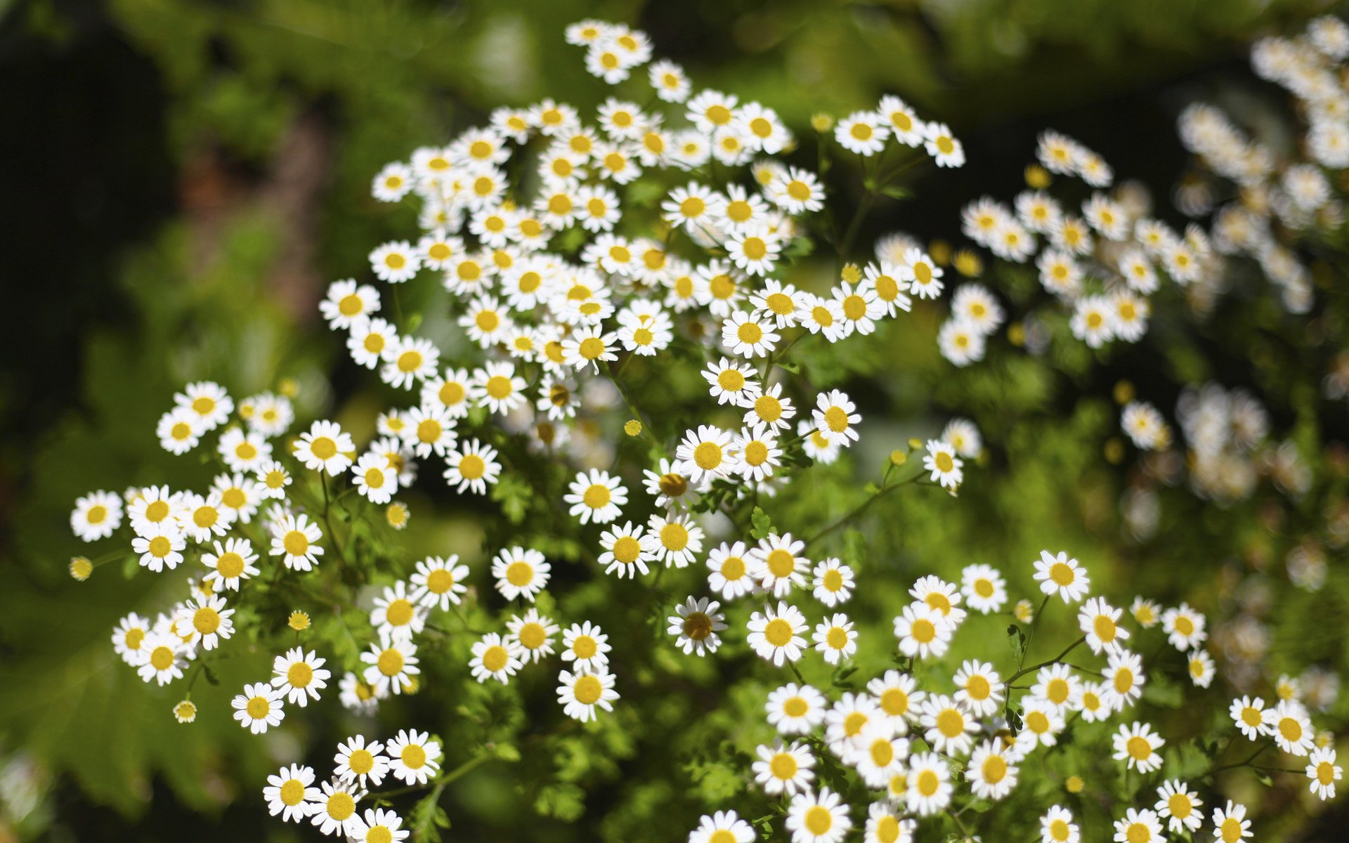 flower chamomile grass green blur