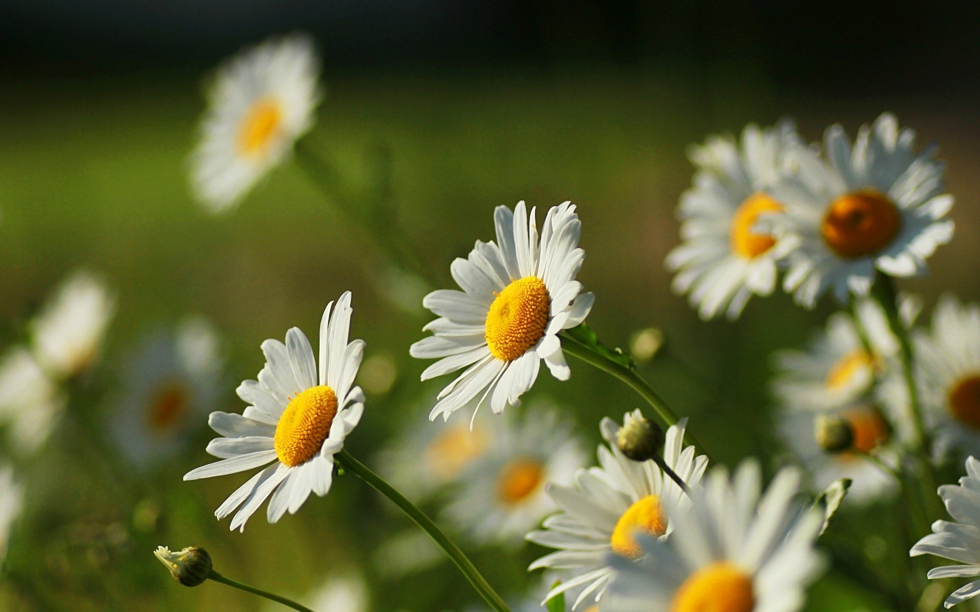 flowers flowers flower daisies chamomile white yellow green background nature wallpaper widescreen fullscreen widescreen widescreen