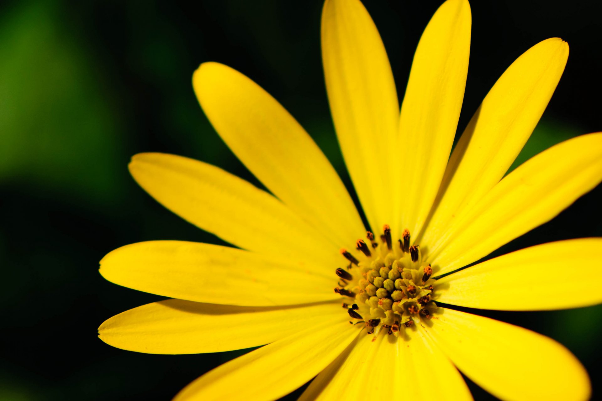 fiori fiore petali giallo macro sfondo carta da parati widescreen schermo intero widescreen