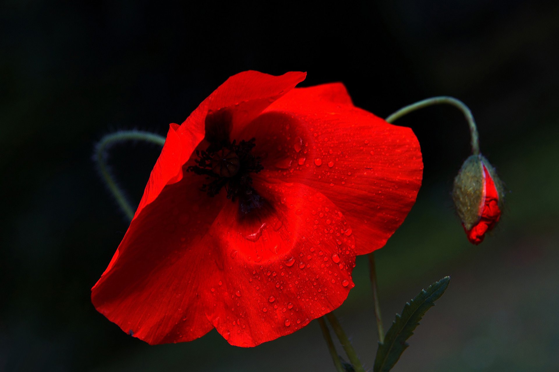 poppy red drops rosa bud background