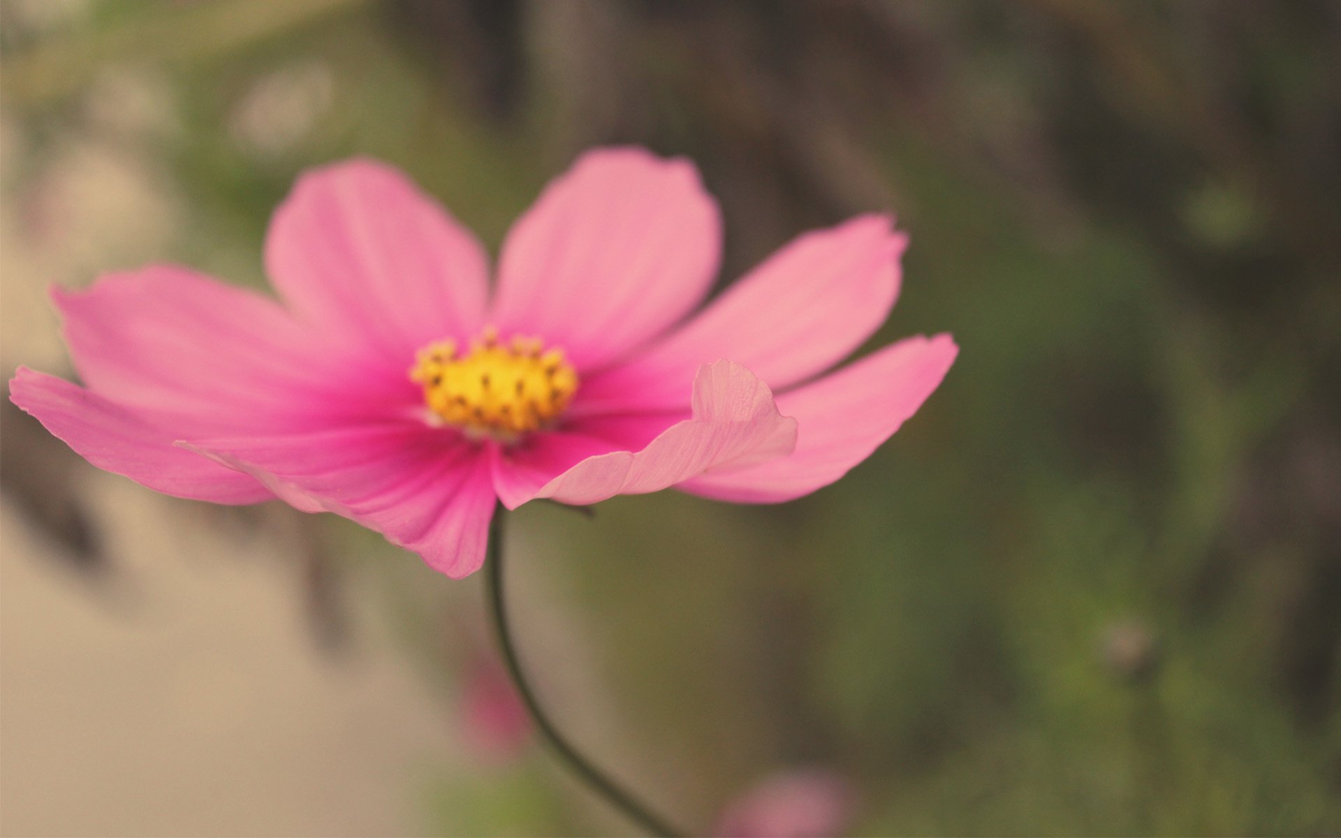 kwiat cosmea polny różowy makro rozmycie