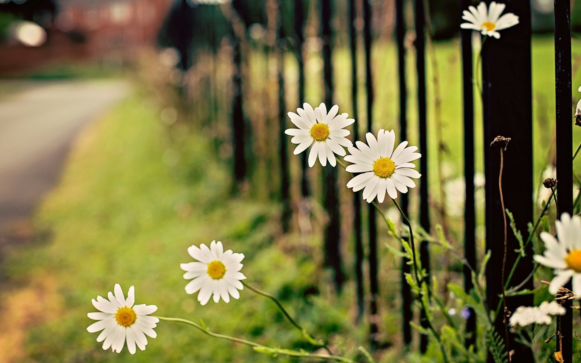 flowers flowers flower flower daisies chamomile leaves leaves leaves green fence fence gate blur bokeh background wallpaper widescreen fullscreen widescreen widescreen