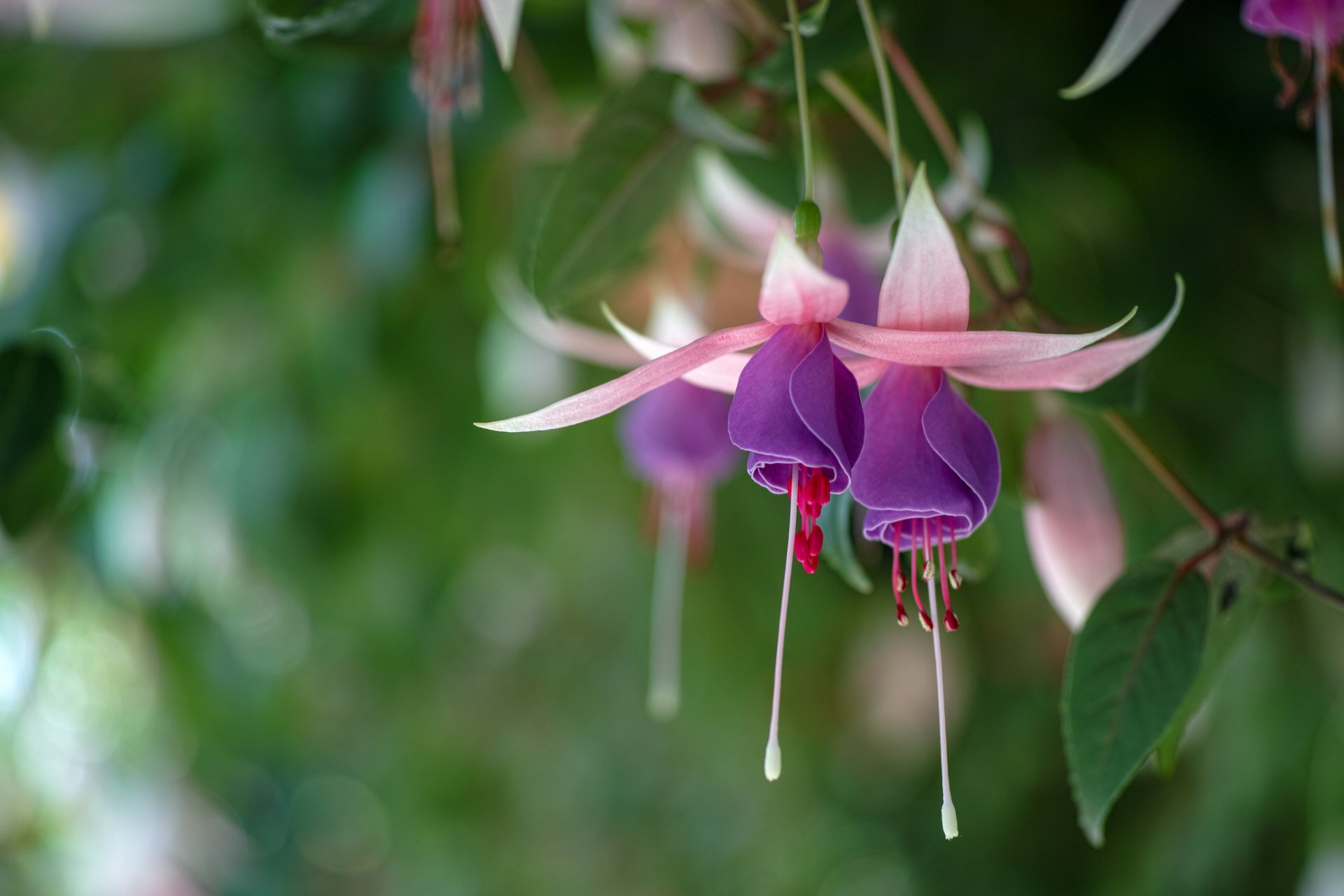 fuchsia lila-rosa hintergrund