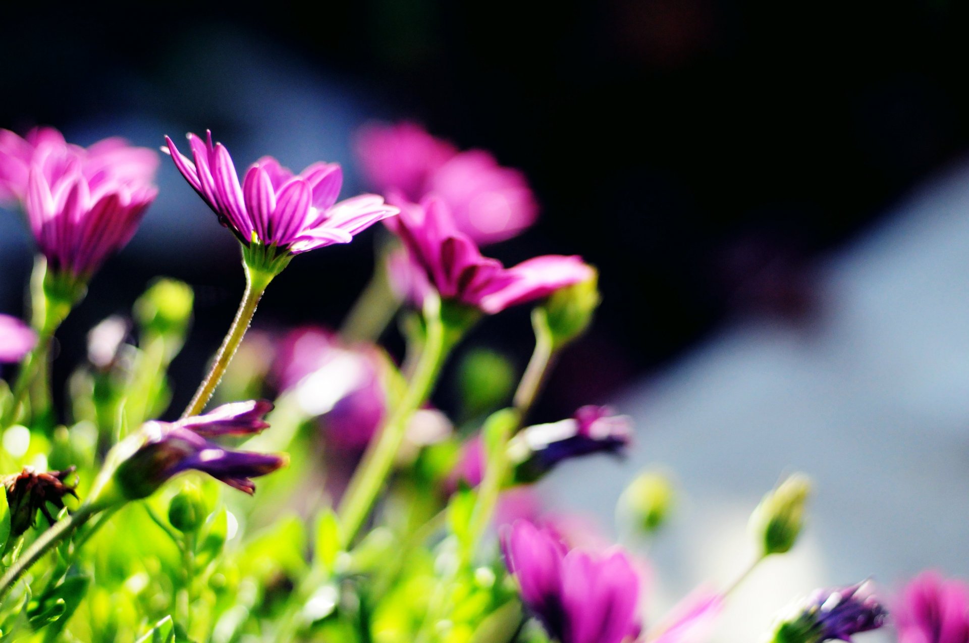 fleurs fleurs violet tiges vert soleil flou fond papier peint écran large plein écran écran large écran large