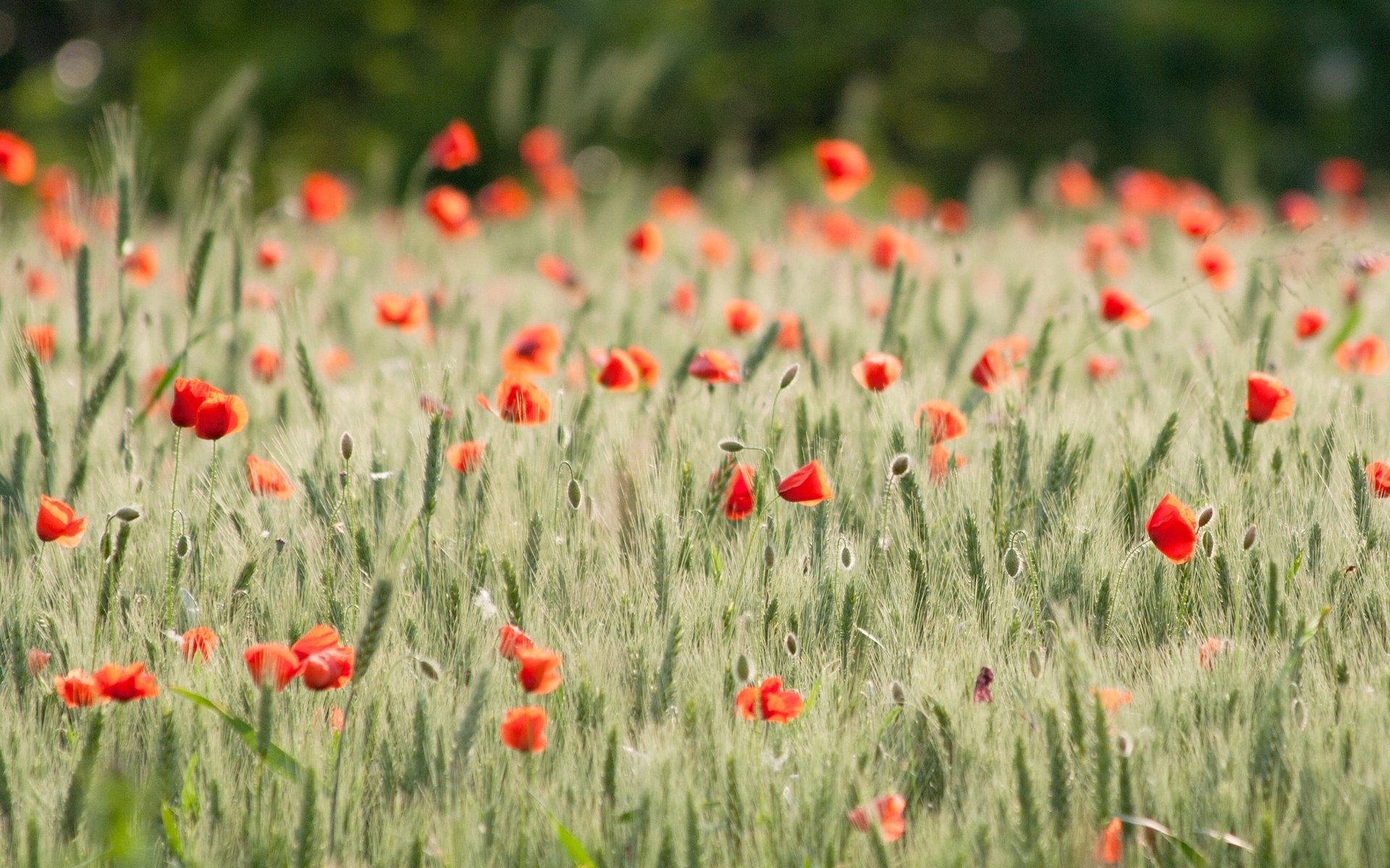 flower flowers poppy poppies the field wheat rye ears spikelets . field beautiful background wallpaper widescreen full screen hd wallpapers fullscreen