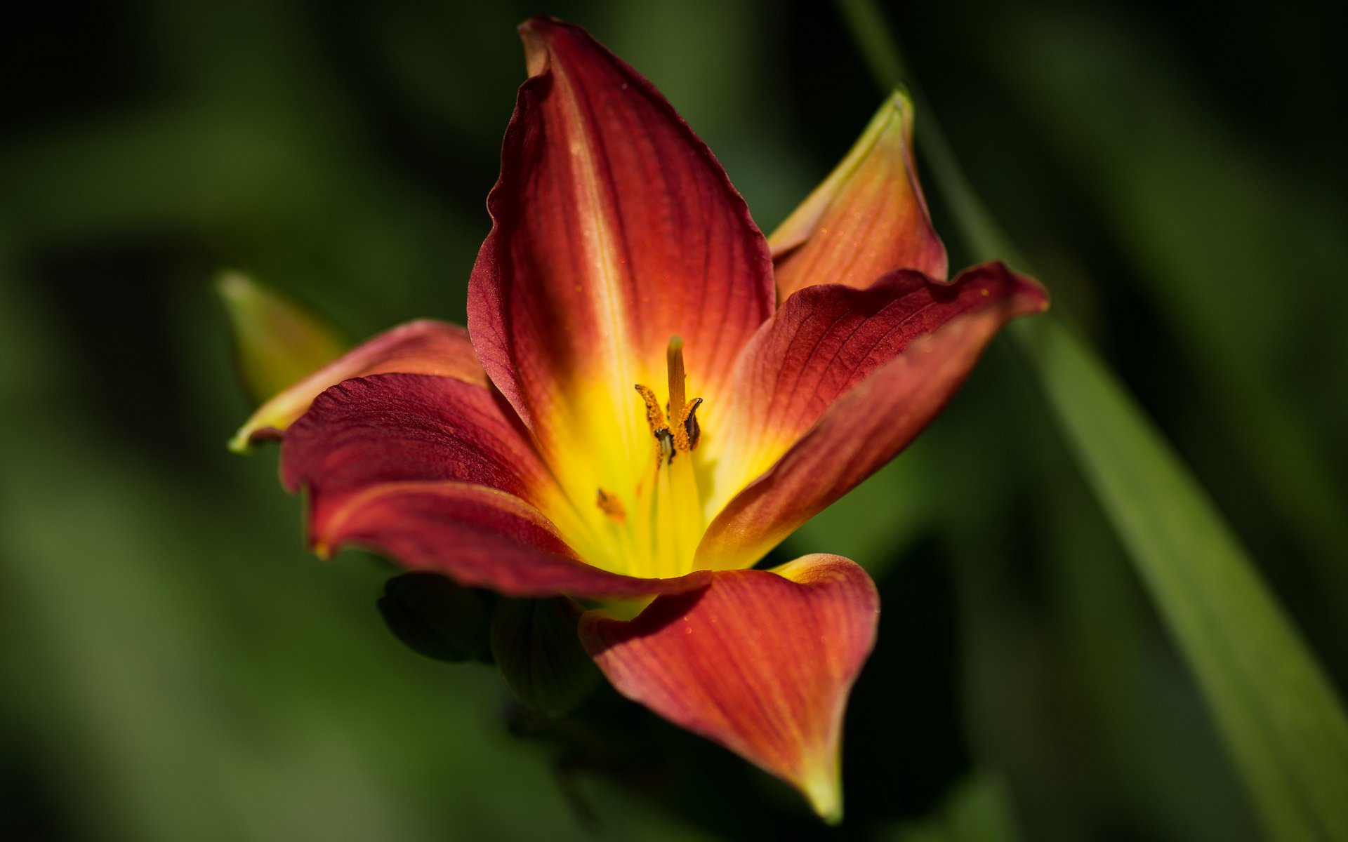 lily macro flowers flower green yellow red