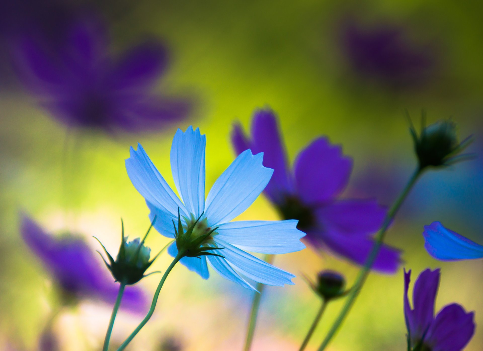 fiori petali blu viola macro umore estate natura giappone