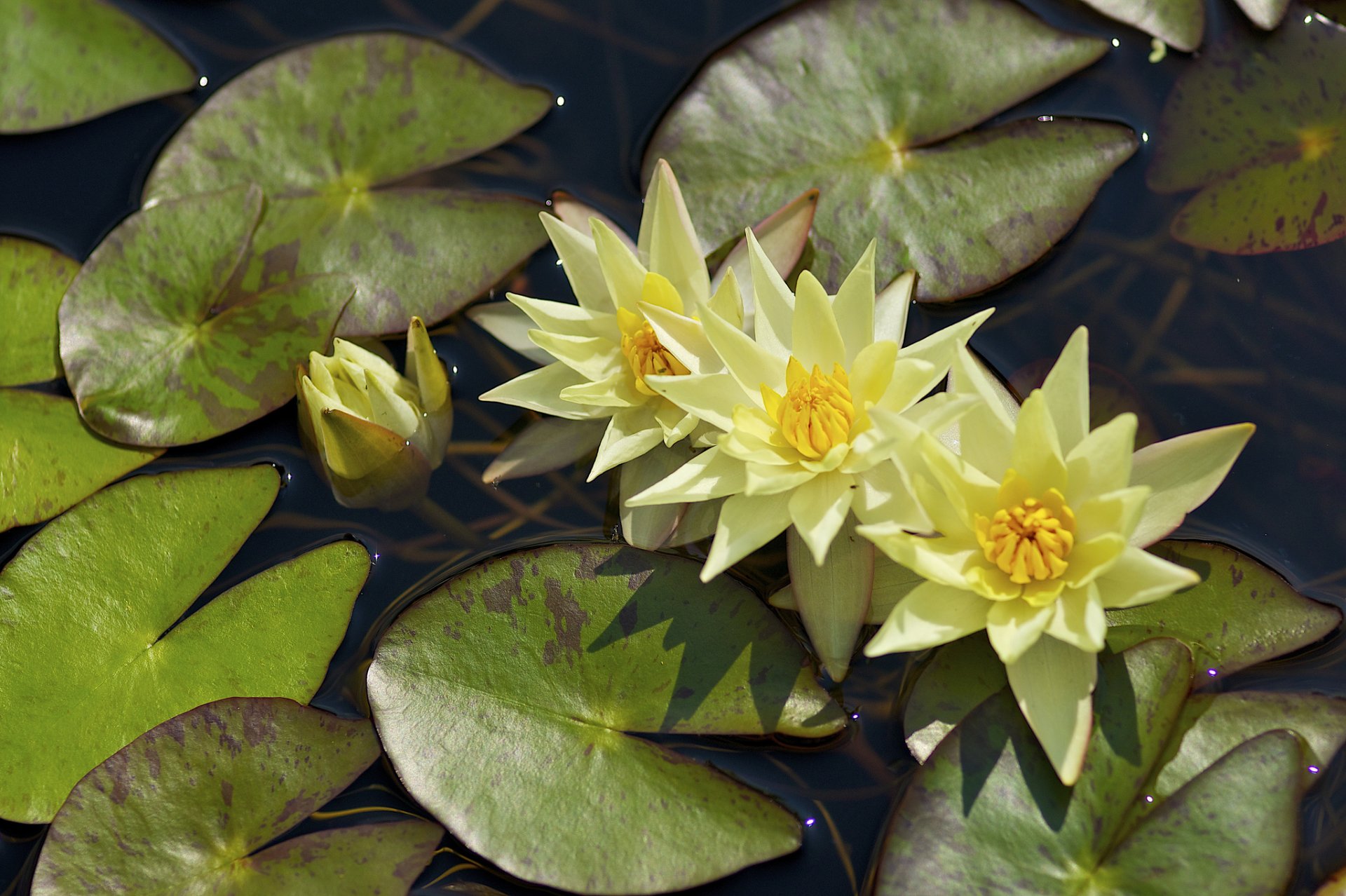 nénuphar nymphée feuilles eau