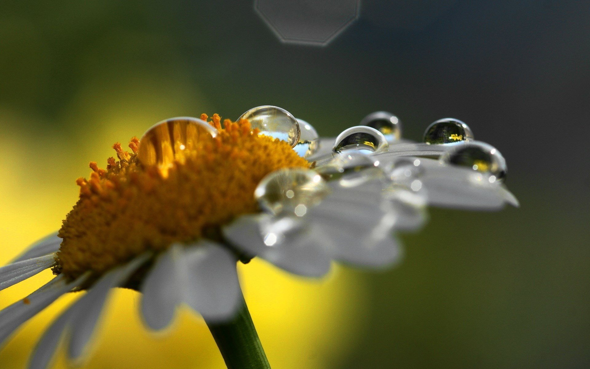 daisy rosa water droplets close up