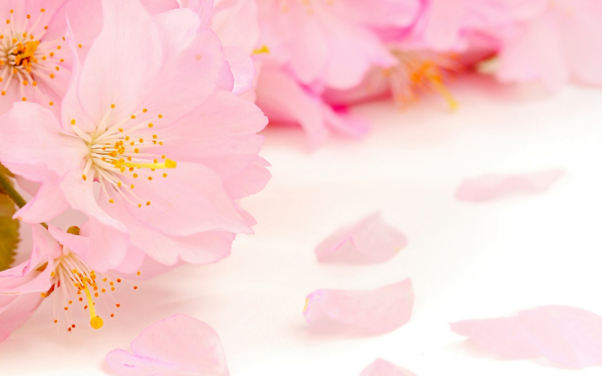 pring flowers apple tree competition pink petals beauty spring flowering delicate pink buds stamens pistils blurring