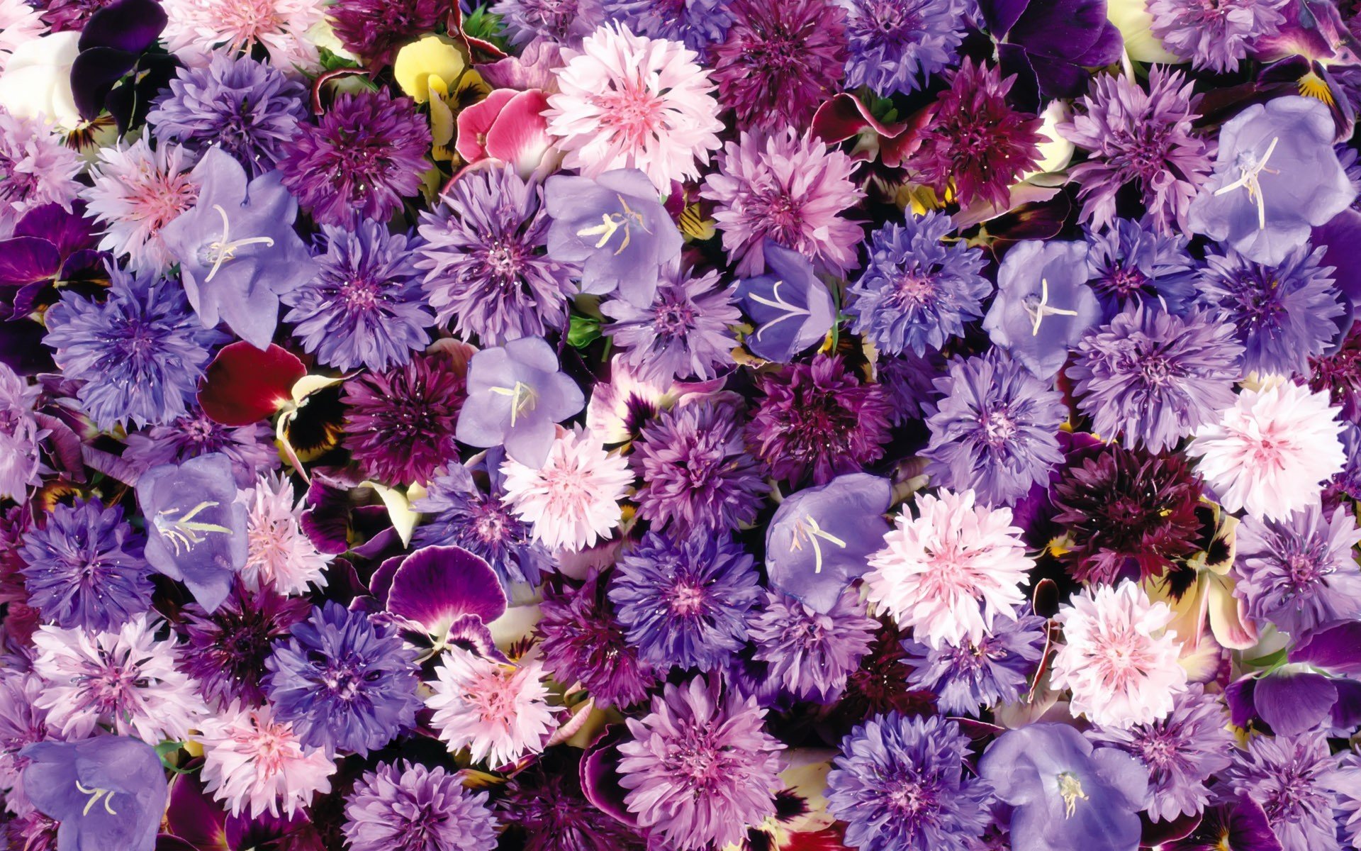 tapis floral bleuets cloches violettes