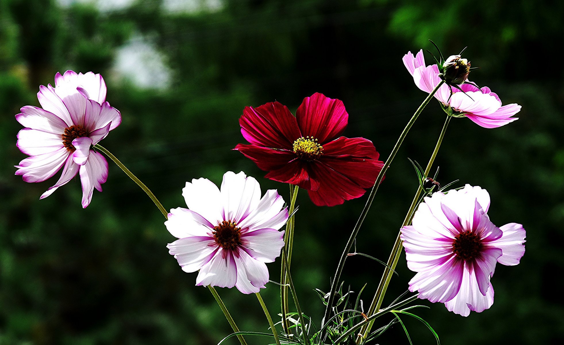 blumen weiß-rosa rot kosmea hintergrund