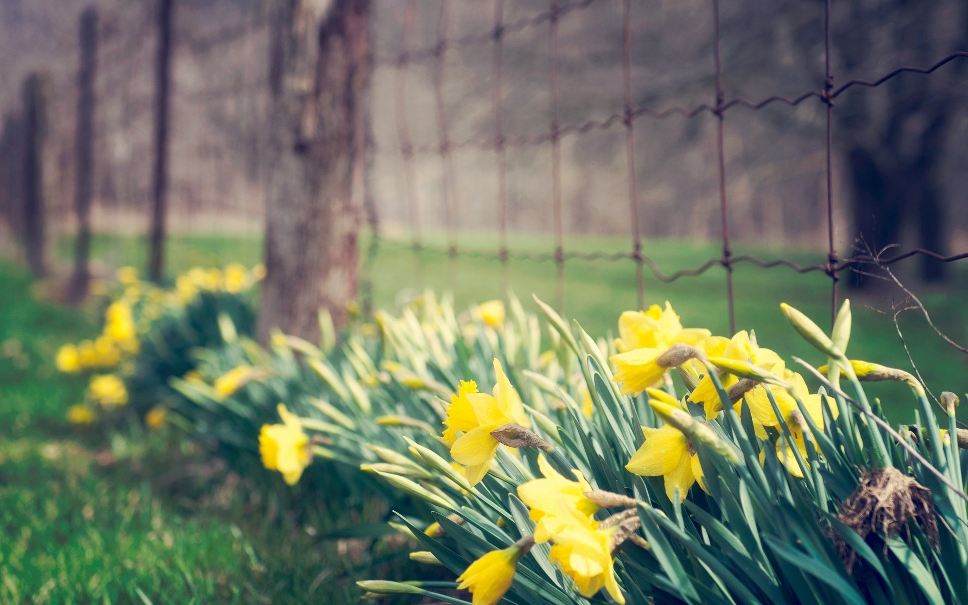 fiori fiori fiorellino fiore narciso narcisi foglie giallo rete recinzione recinzione recinzione erba verde macro natura sfondo carta da parati widescreen schermo intero widescreen widescreen largo