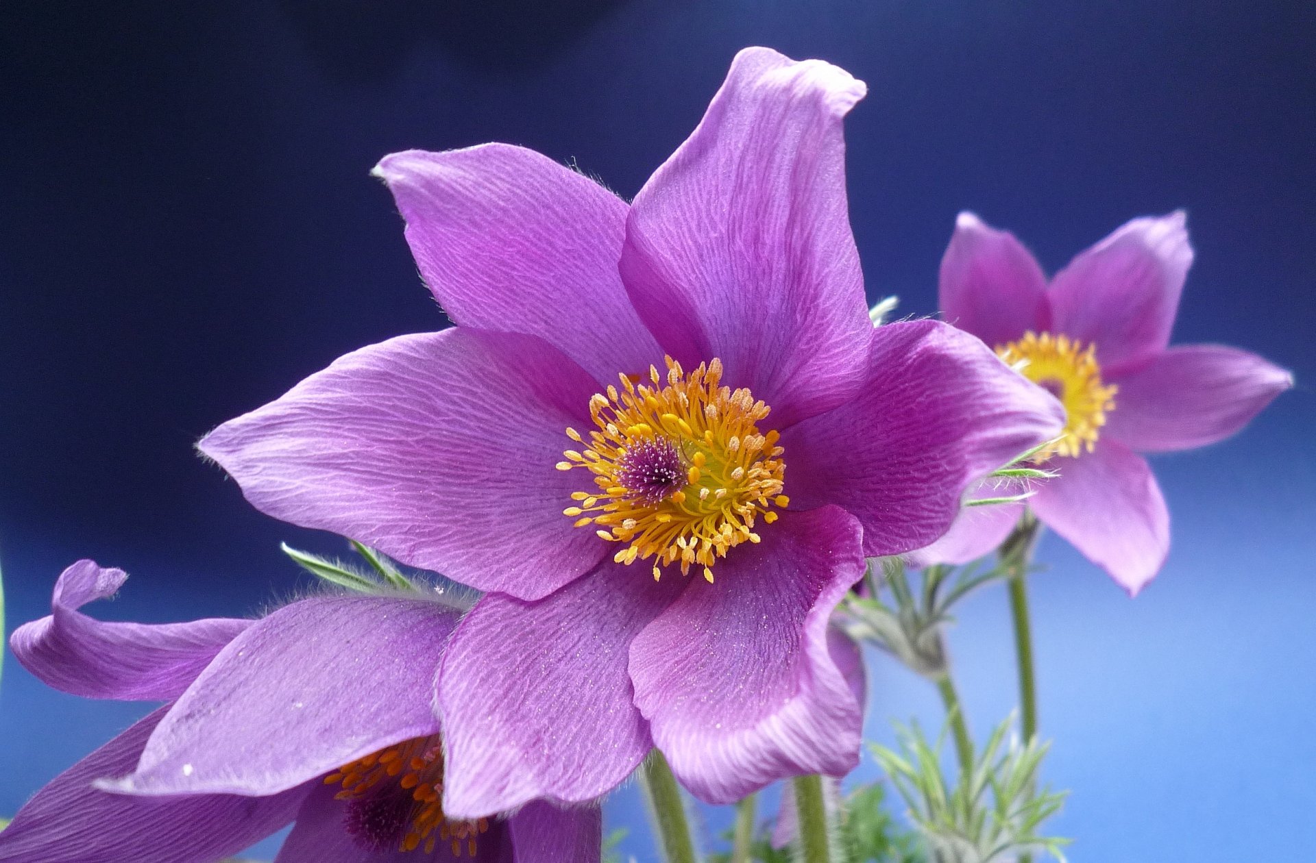 lombrico sonno-erba anemone macro