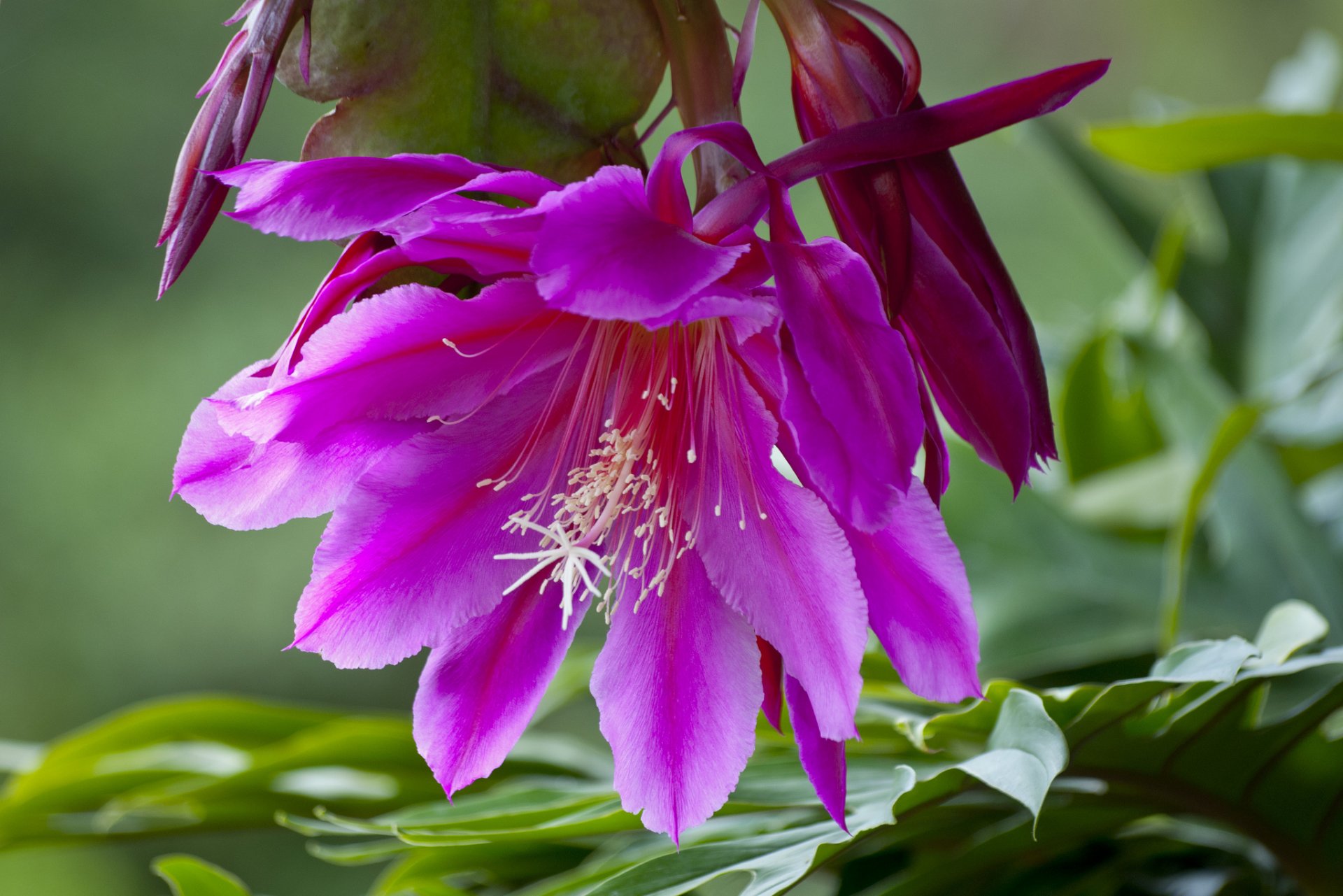 orchidée cactus épiphyllum gros plan cactus