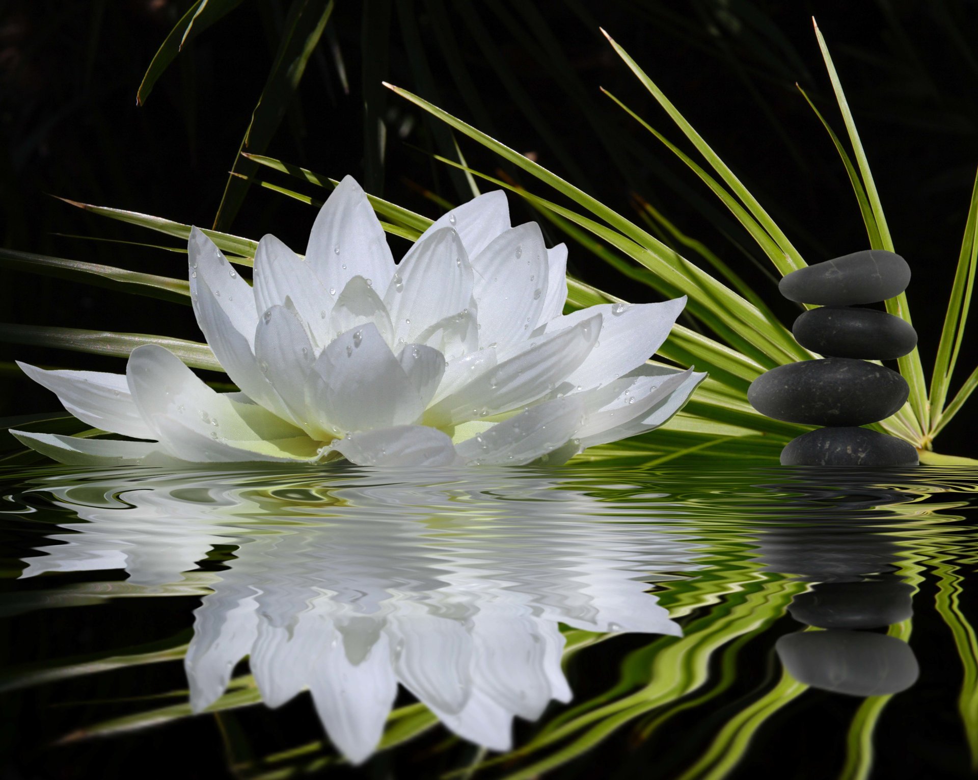 fiore loto ninfea bianco verde steli pietre nero piatto armonia equilibrio acqua riflessione bokeh