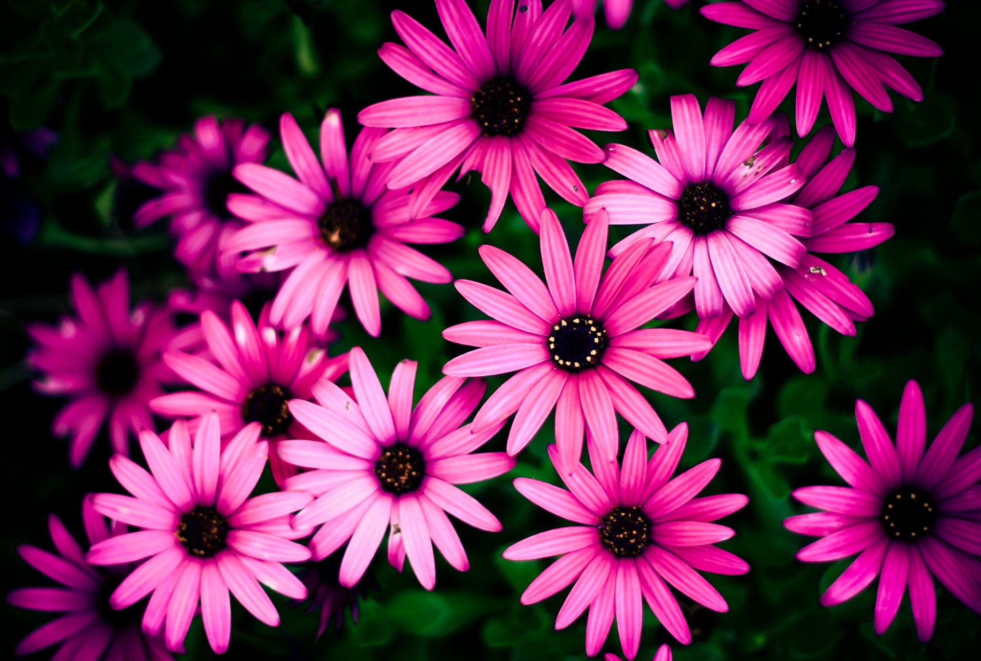 flower pink bed background