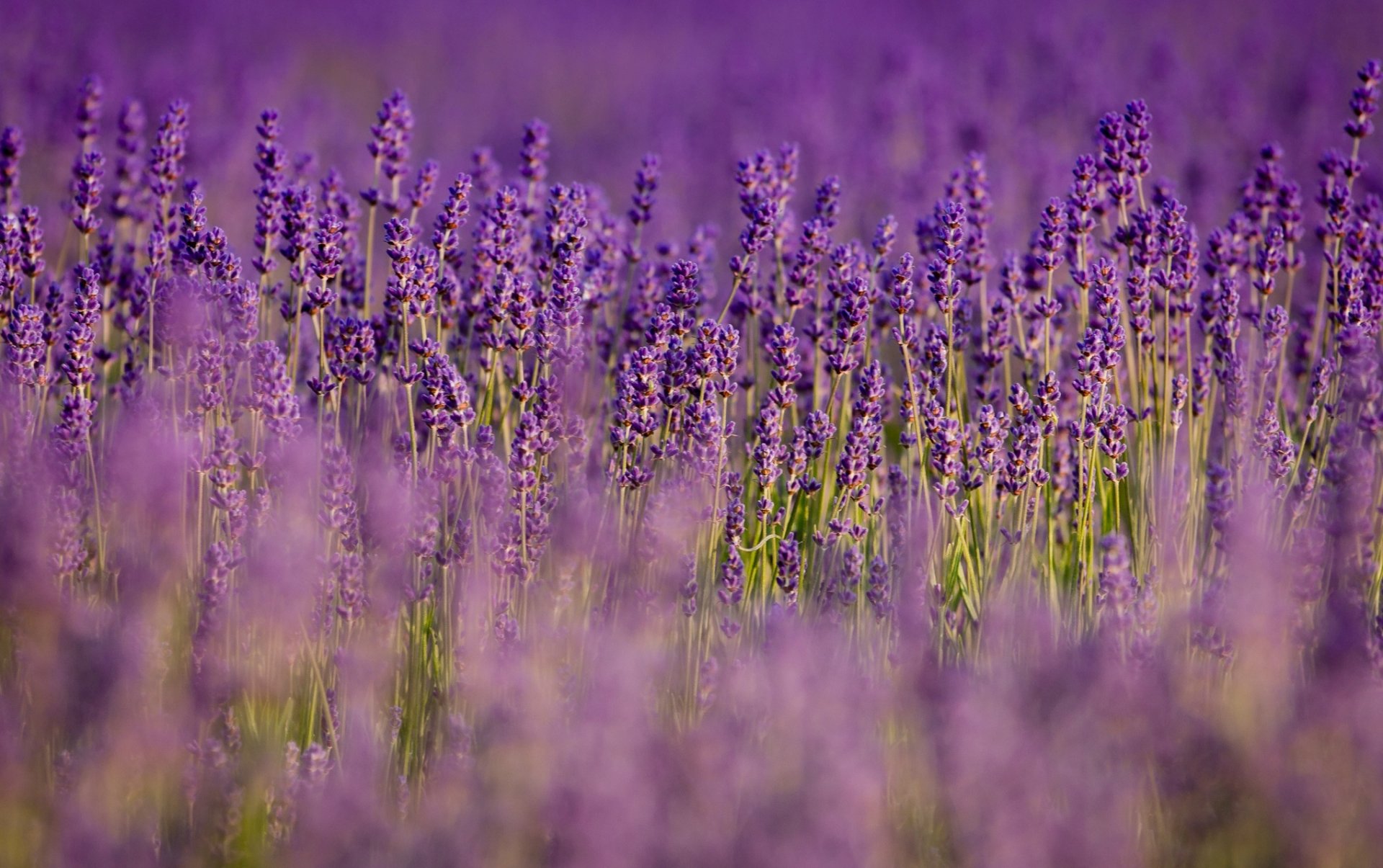 lawenda kwiaty liliowy fioletowy pole natura rozmycie