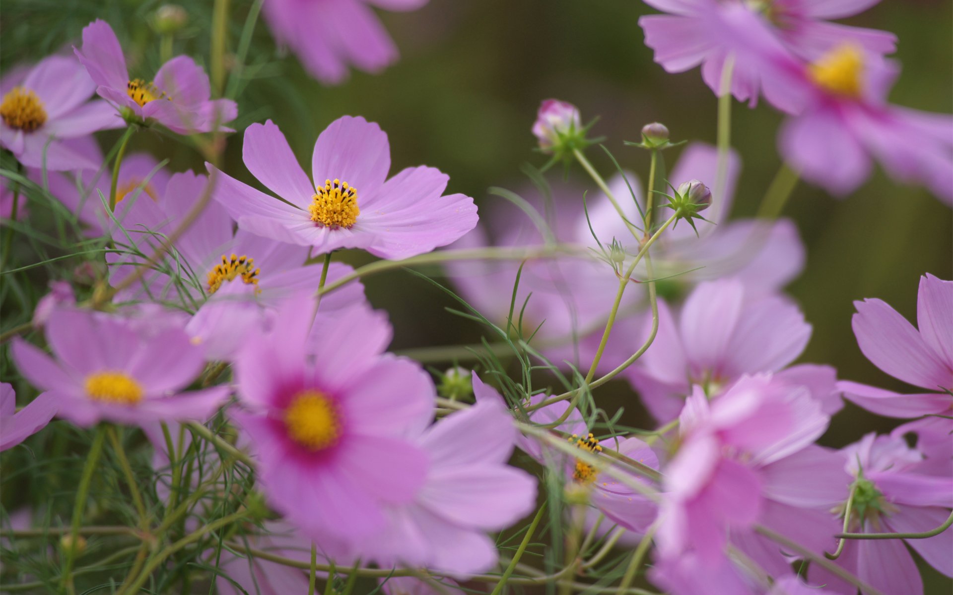 kosmeya flower field summer pink