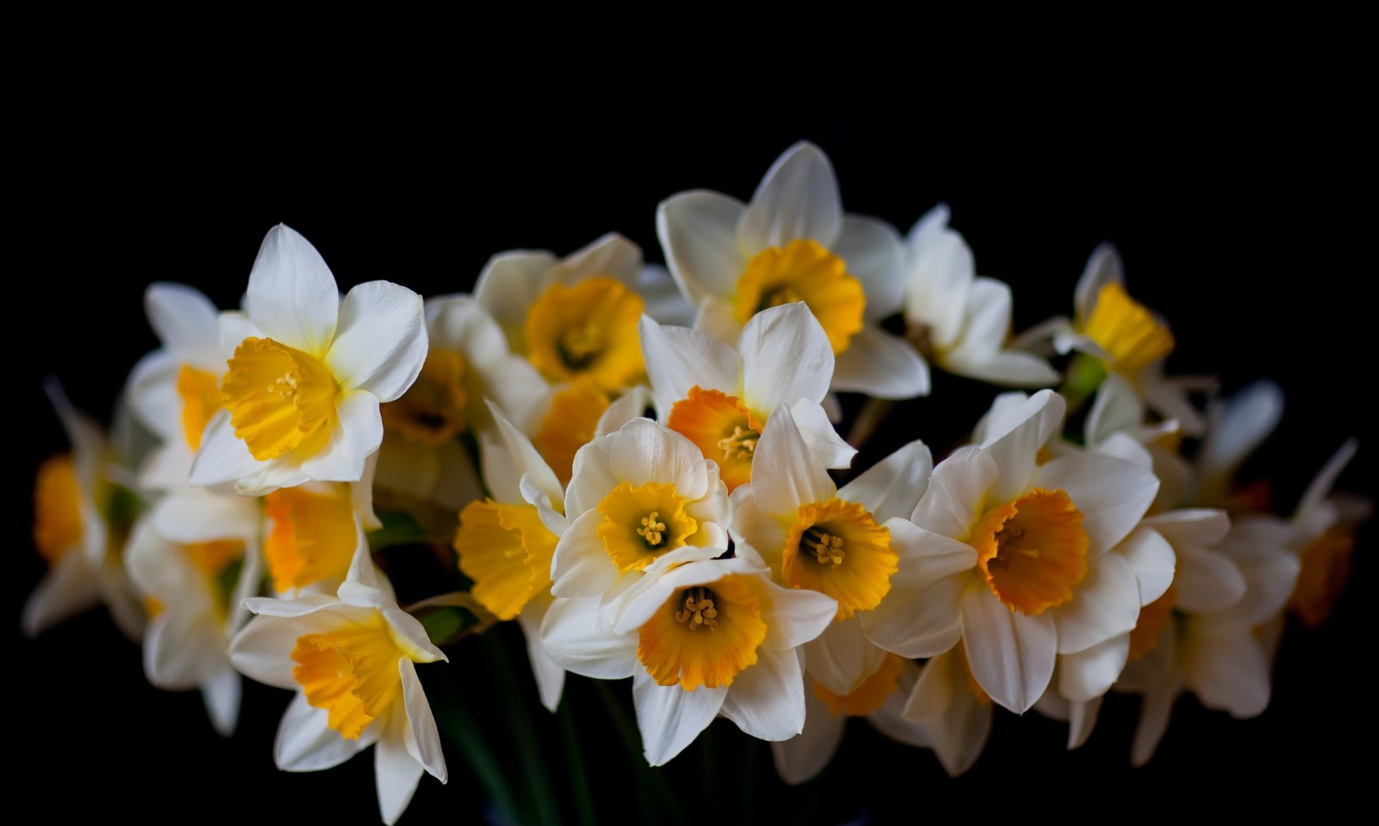 daffodils black background flower