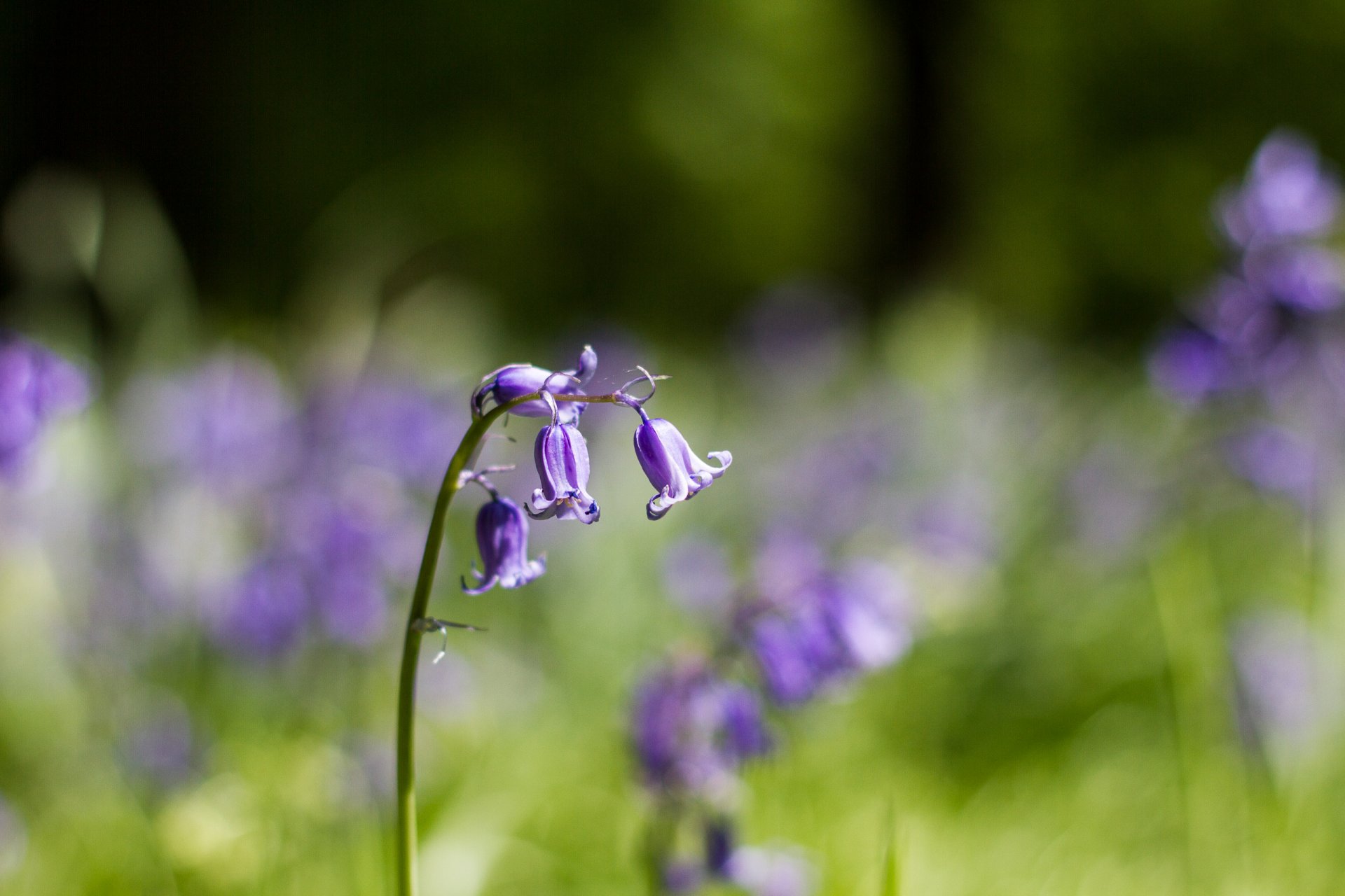 cloches lilas fleurs pétales bokeh macro flou