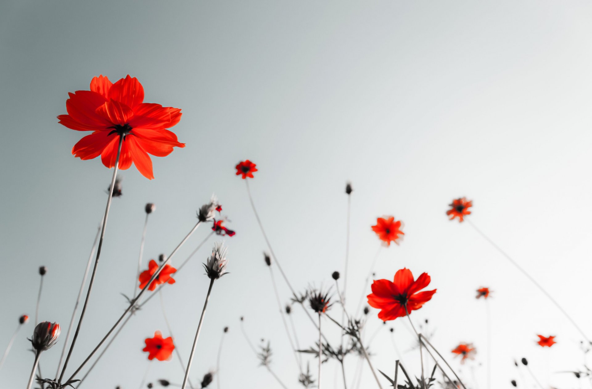 fiori fiori rosso nero bianco sfondo carta da parati widescreen schermo intero widescreen widescreen