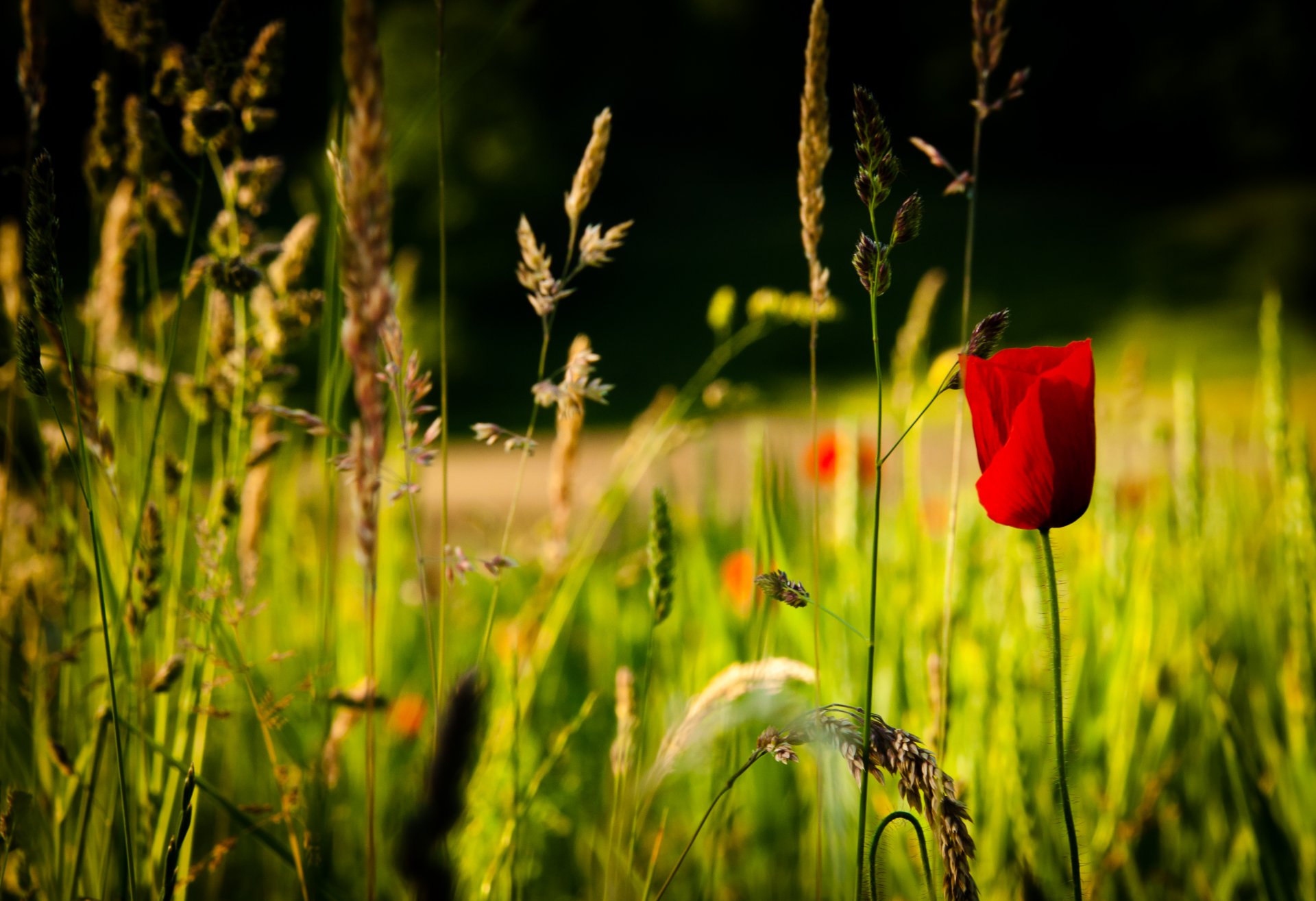 nature spring flower red