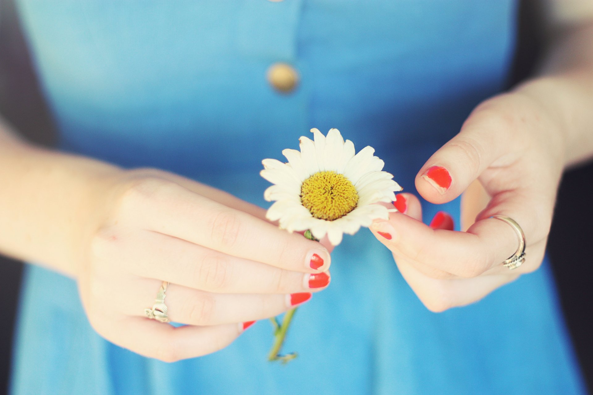 blumen blume gänseblümchen mädchen hände hintergrund tapete