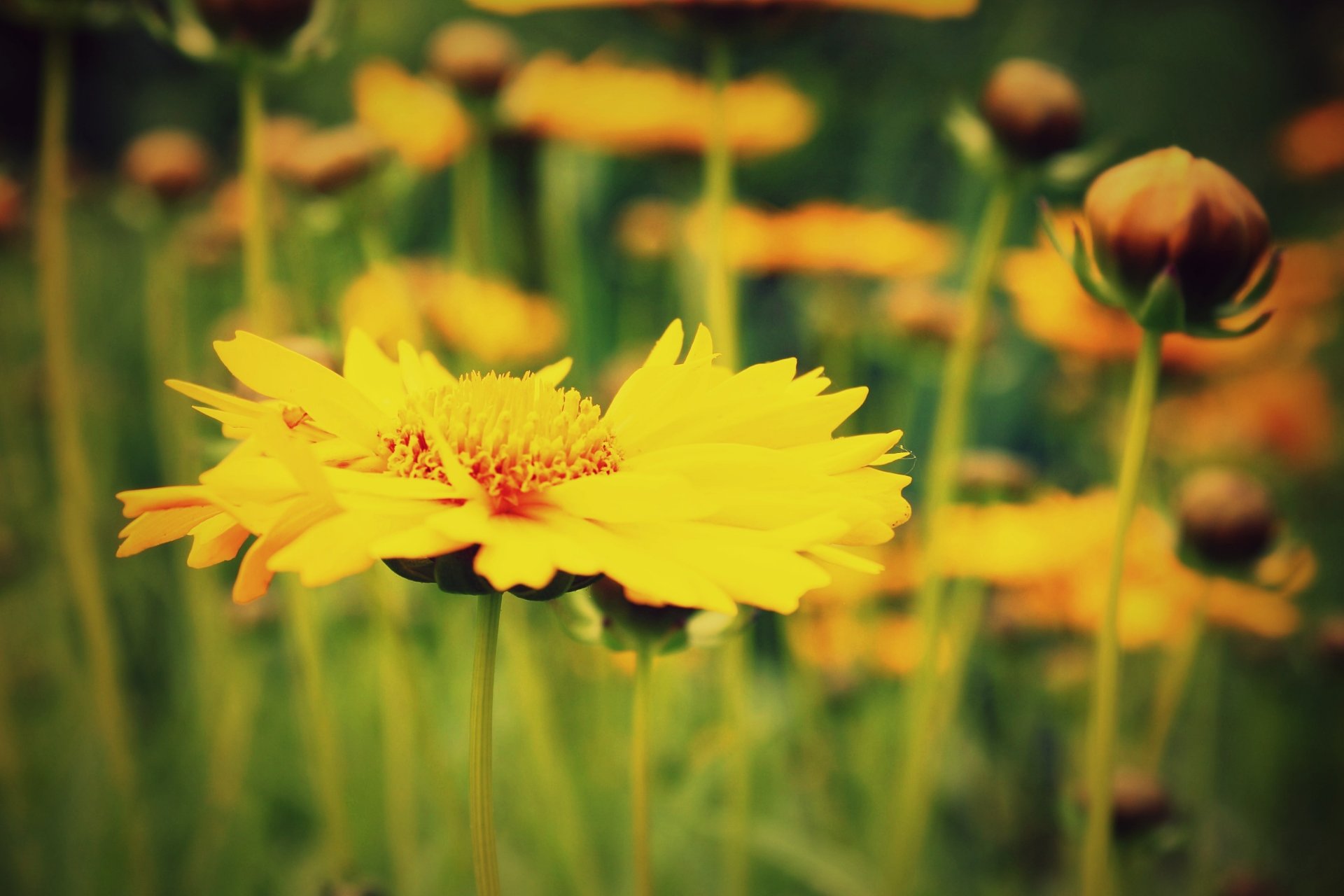 fiori fiori fiorellino giallo macro campo. pianta verde sfocatura sfondo carta da parati widescreen schermo intero widescreen widescreen