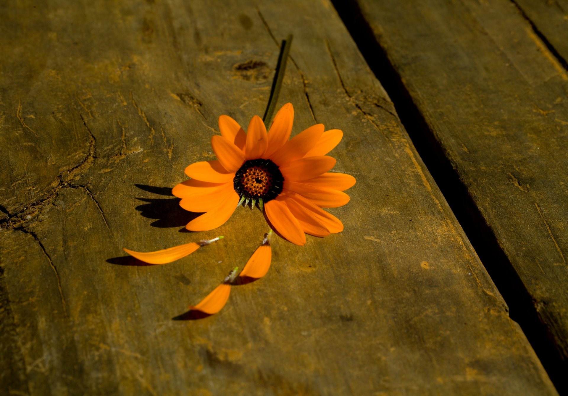 flores planta flor florecita naranja pétalos árbol fondo pantalla ancha pantalla completa pantalla ancha papel pintado