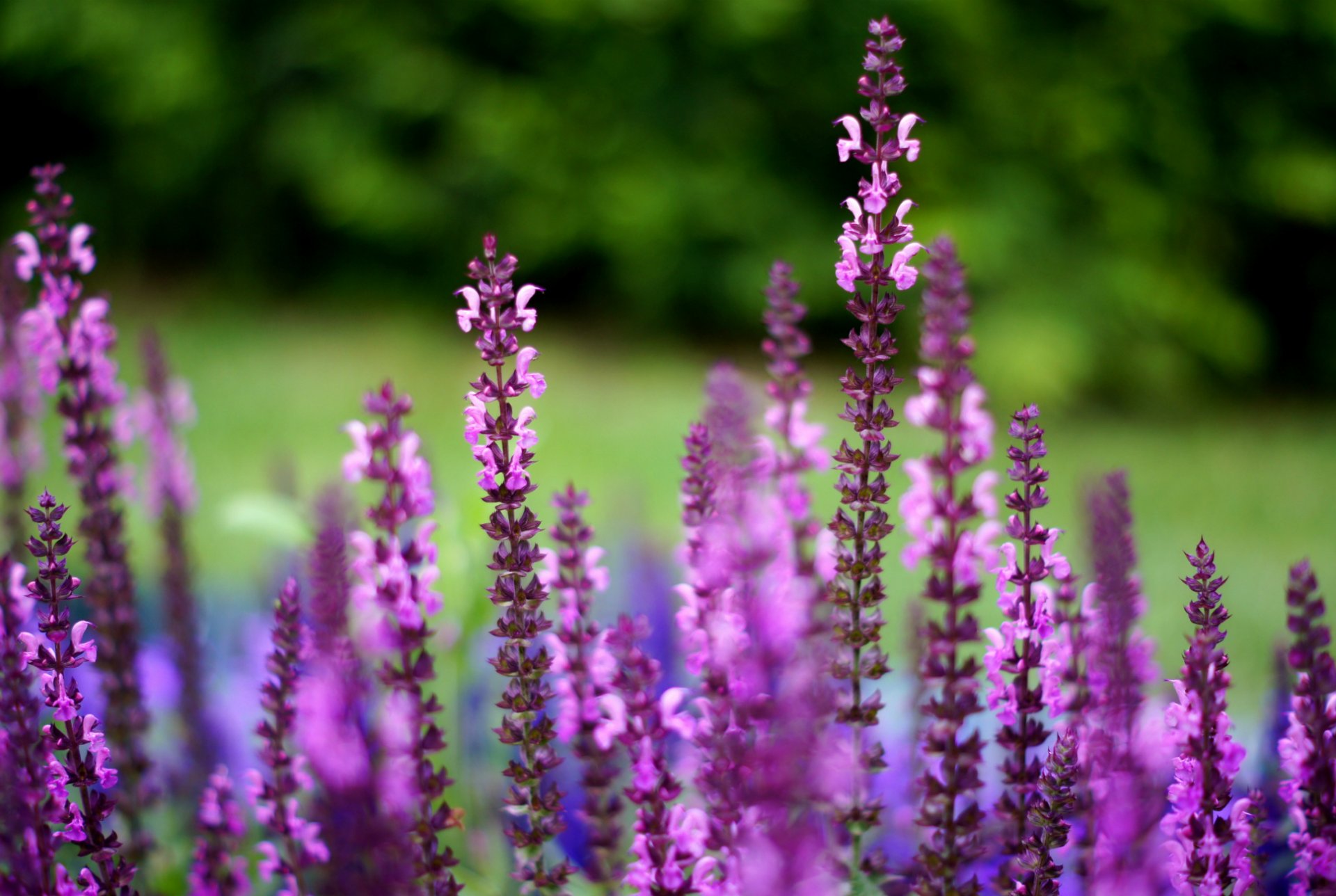 sauge lilas violet fleurs gros plan flou