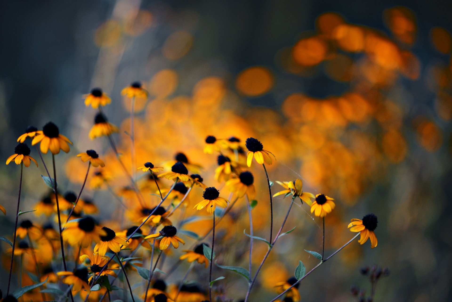 fleurs jaune rudbeckia reflets