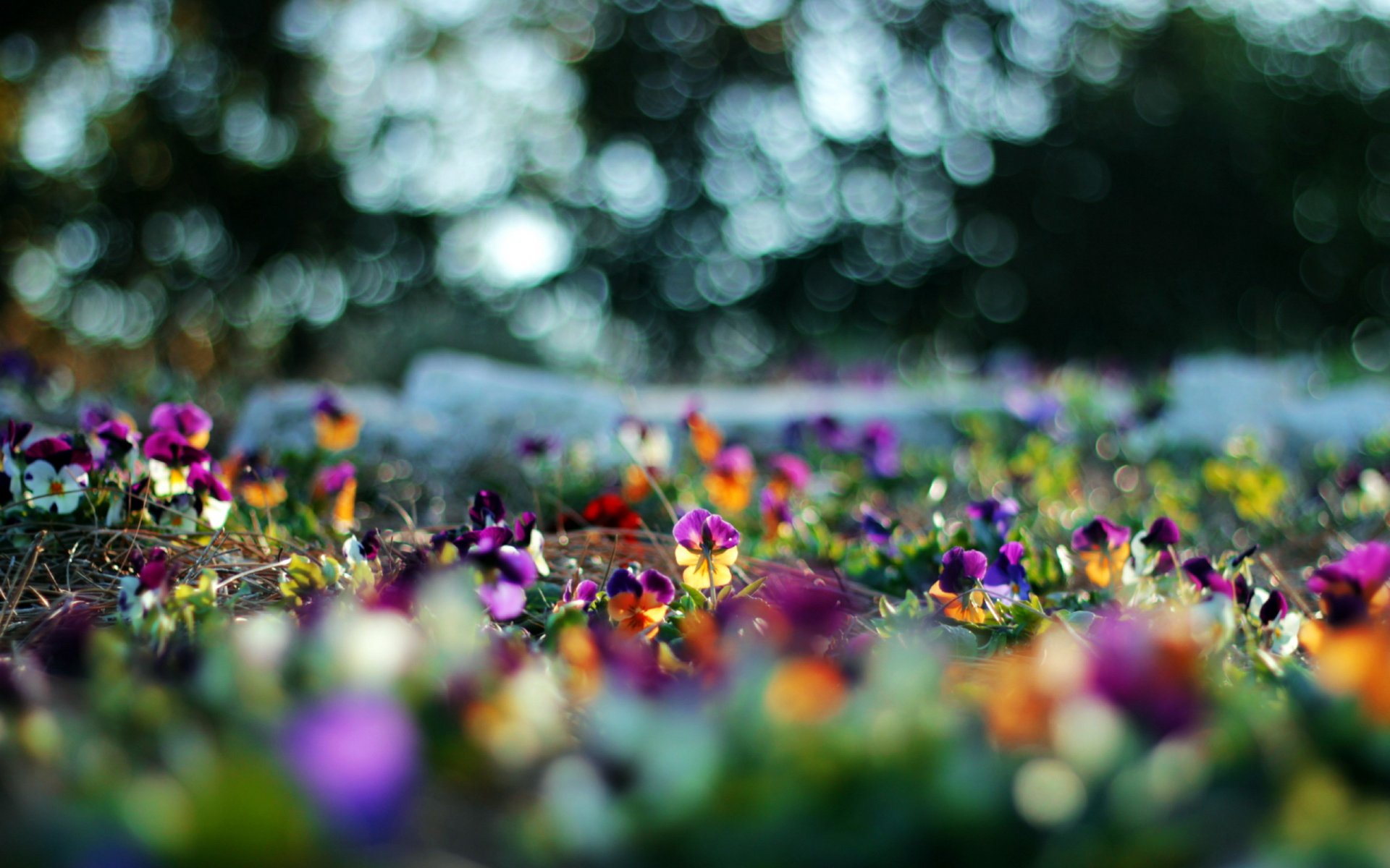 flower nature summer background