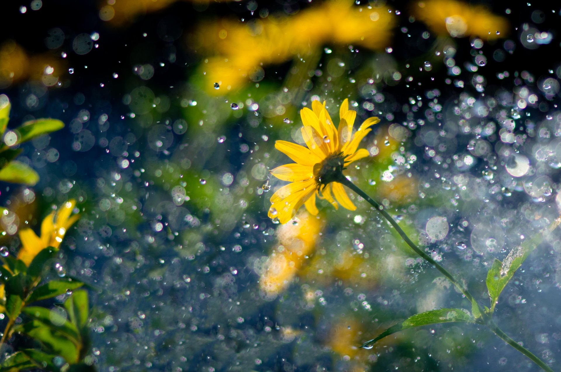 flower yellow drops rain reflection