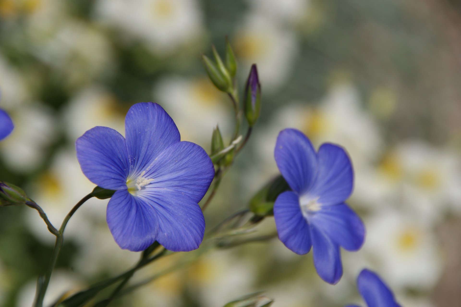 fiori blu petali macro sfocatura