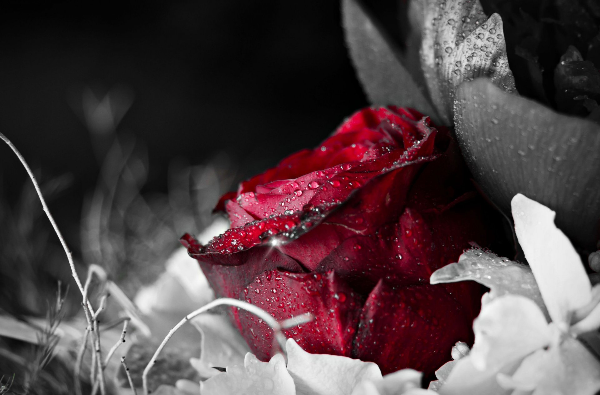fleurs fleur rose rouge rosée eau goutte noir fond papier peint écran large plein écran écran large