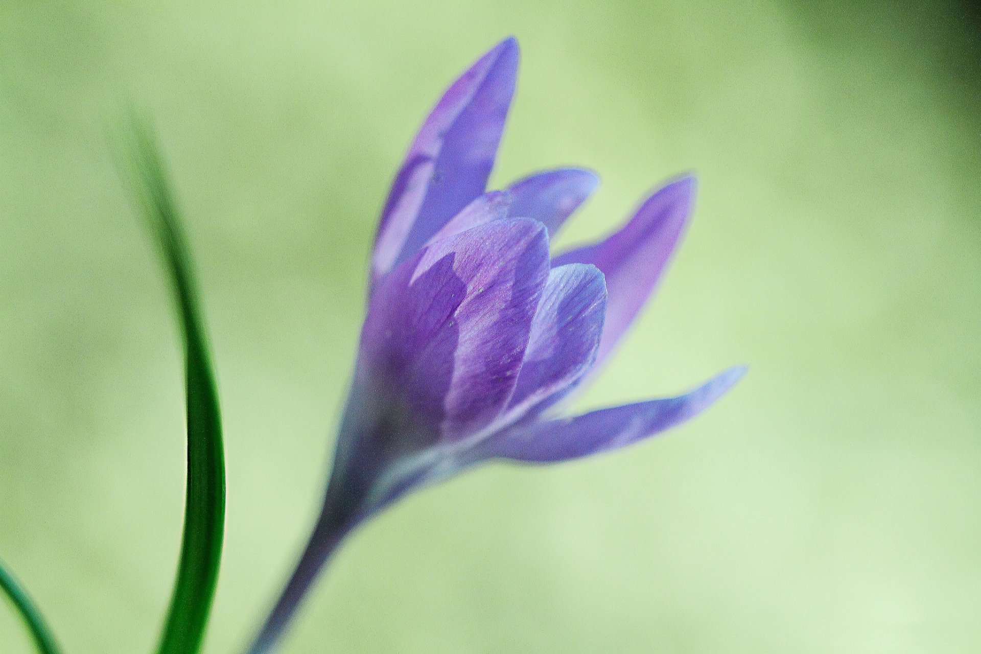 fleur lilas crocus feuilles fond flou