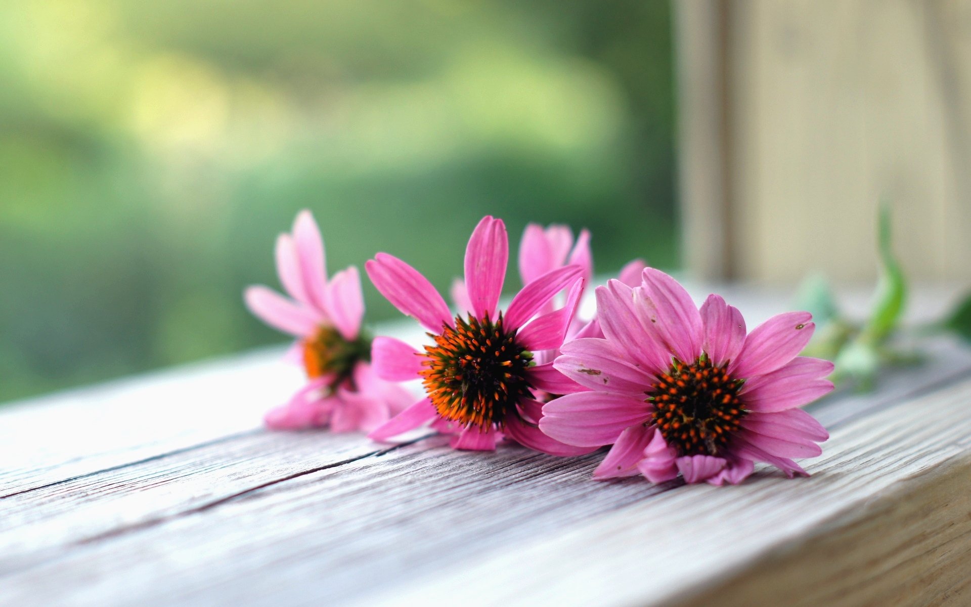 flowers flowers flower pink macro background wallpaper widescreen fullscreen widescreen widescreen