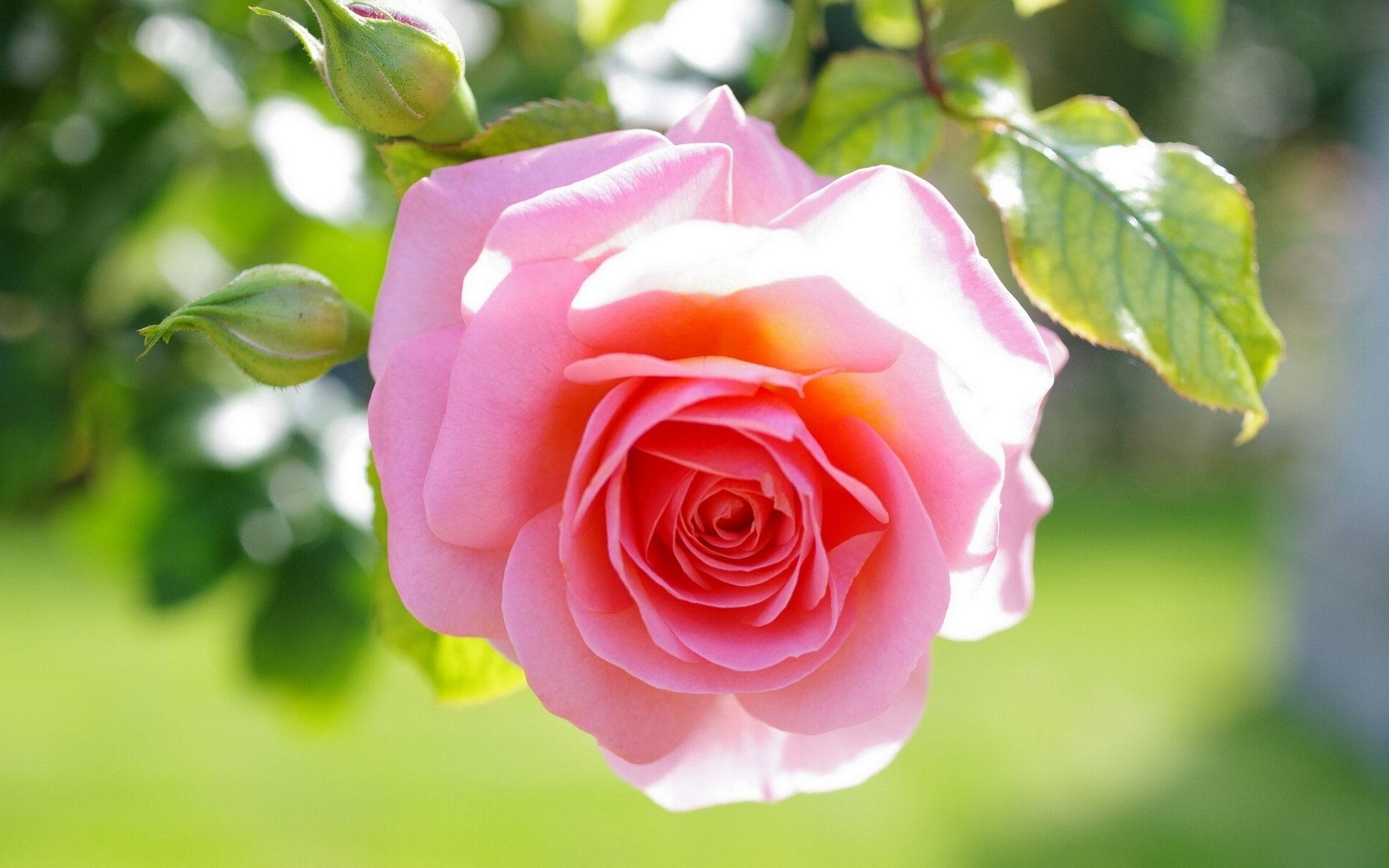 rose buds close up