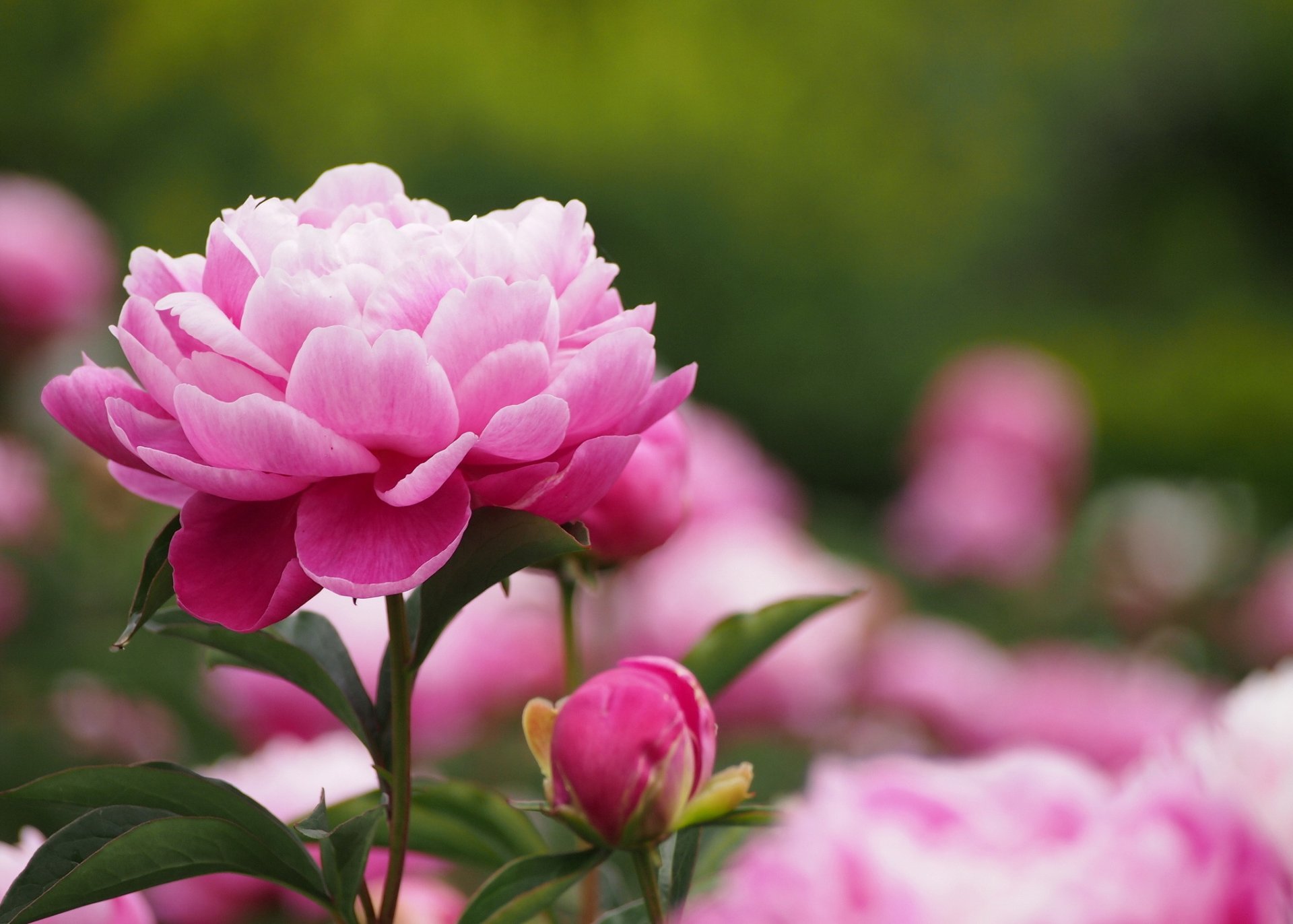 peonía rosa brote hojas