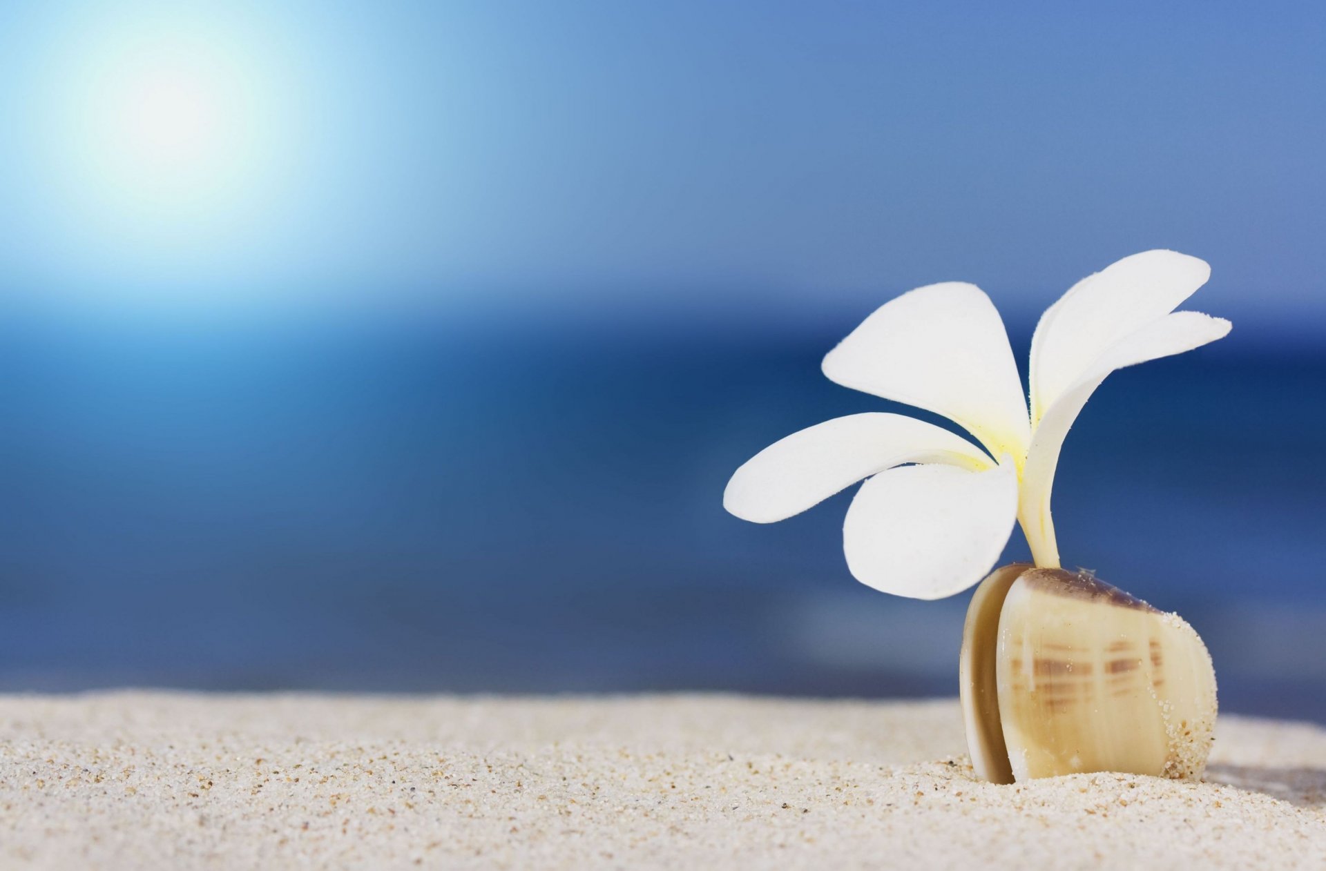 flowers flowers flower white petals shell sea sand macro wallpaper widescreen fullscreen widescreen background widescreen