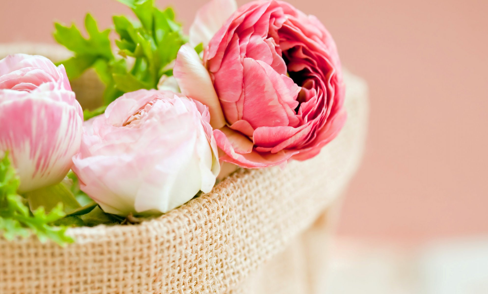 pivoines fleurs blanc rose bourgeons pétales feuilles sac