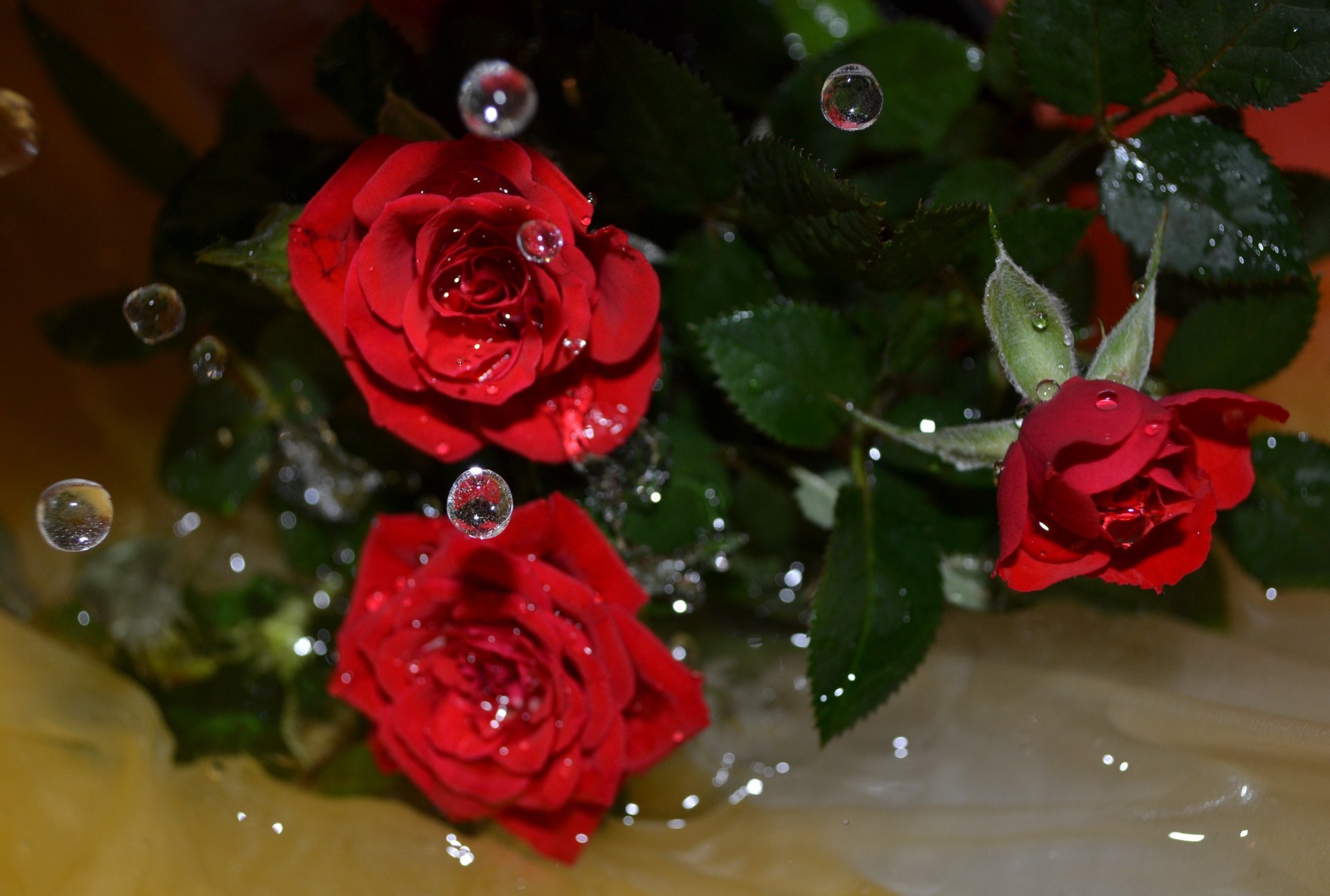 flores rosas agua gotas